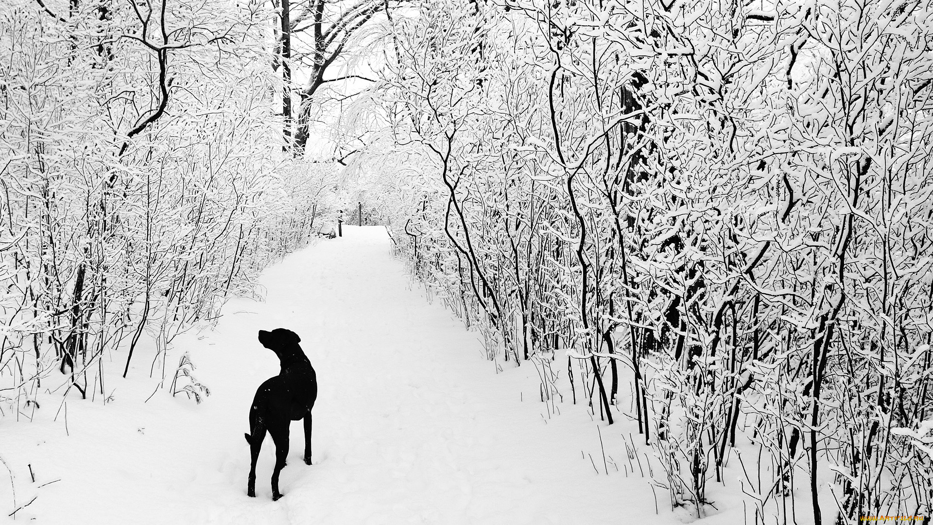 животные, собаки, лес, снег, зима