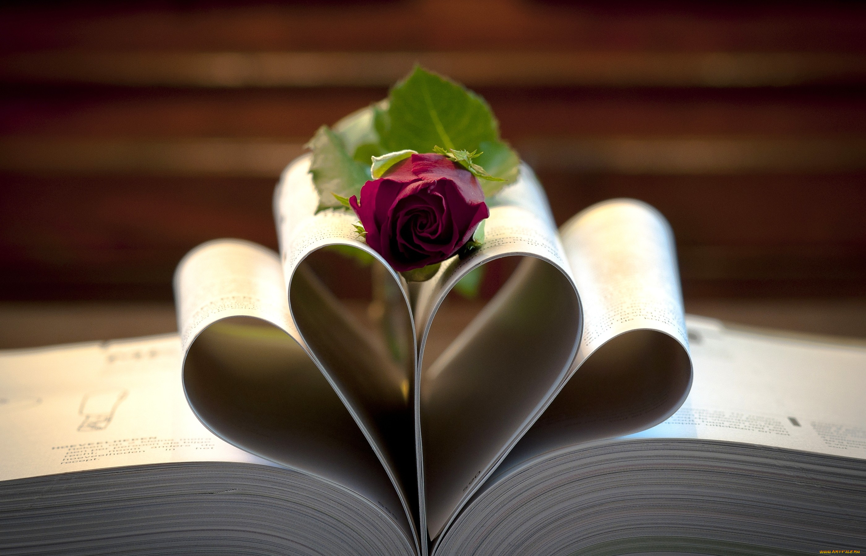 цветы, розы, страницы, книга, роза, сердечко