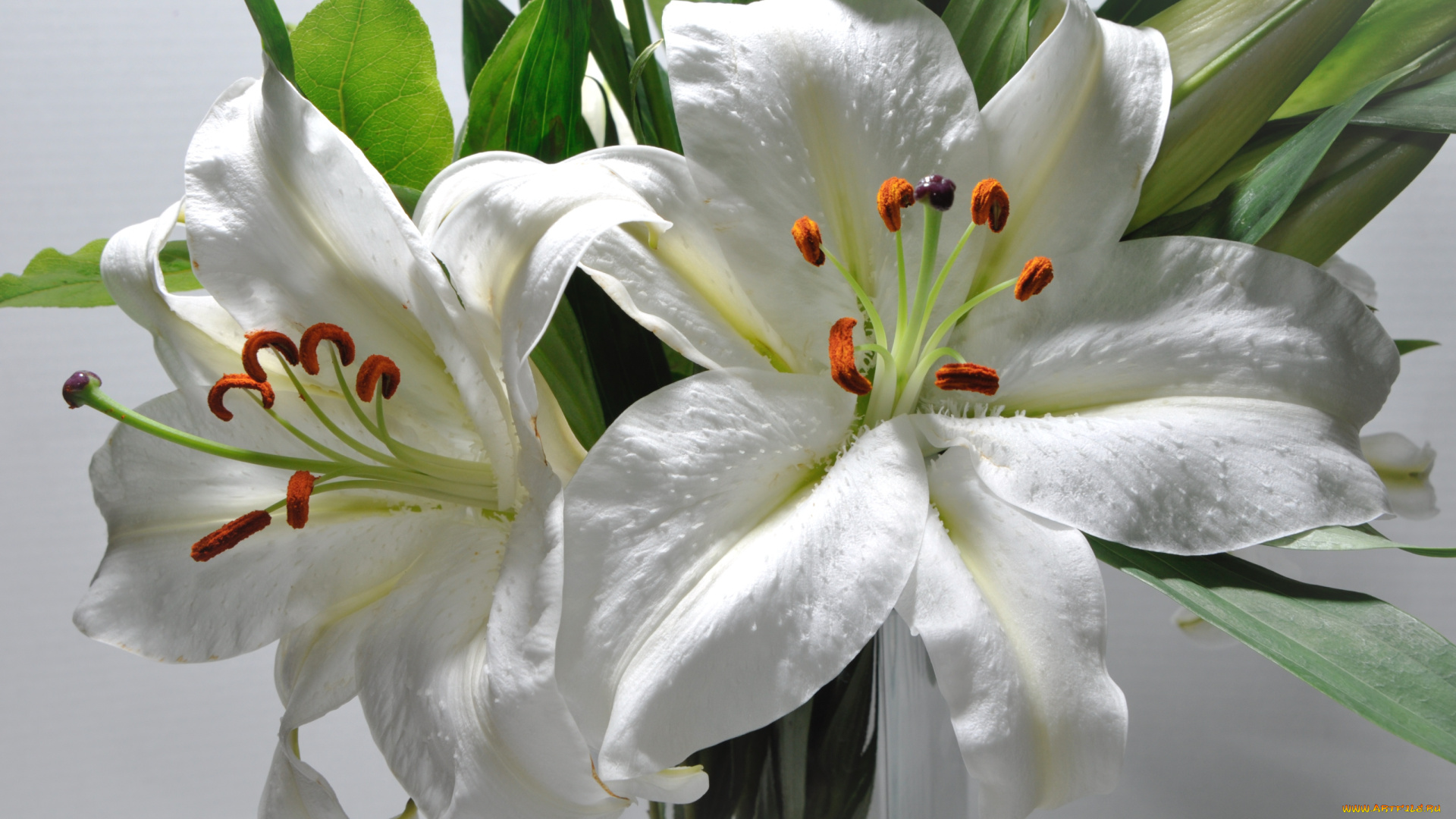 Белые цветы лилии загрузить