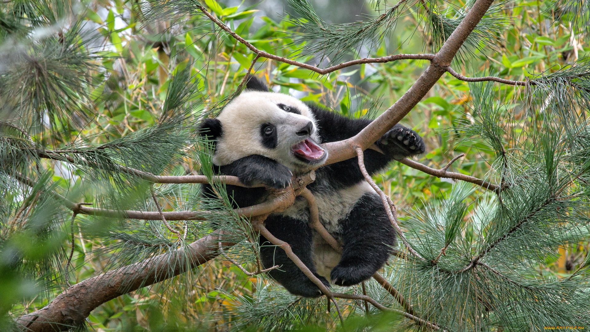 животные, панды, дерево, bear, panda