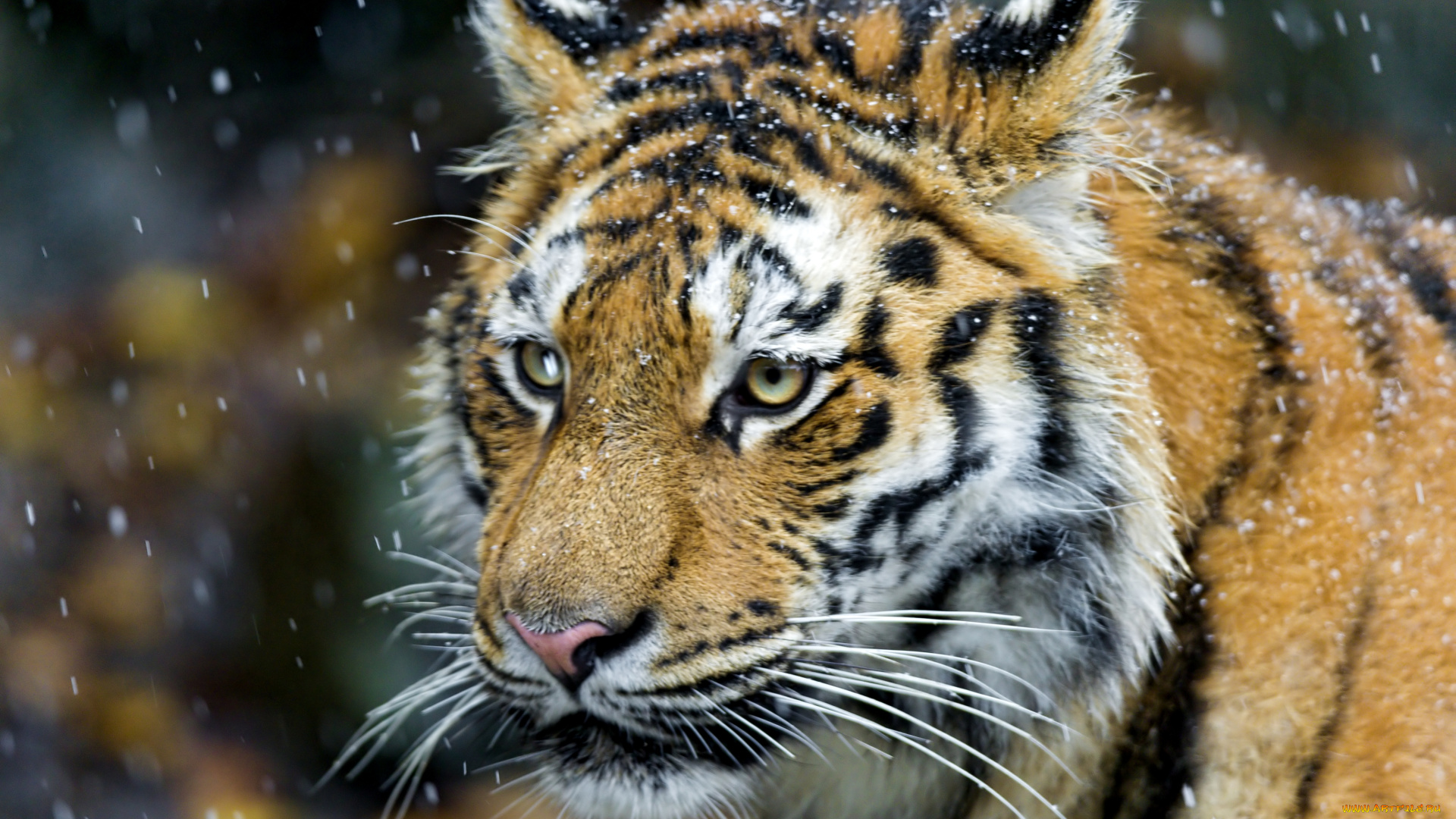 животные, тигры, снег, портрет