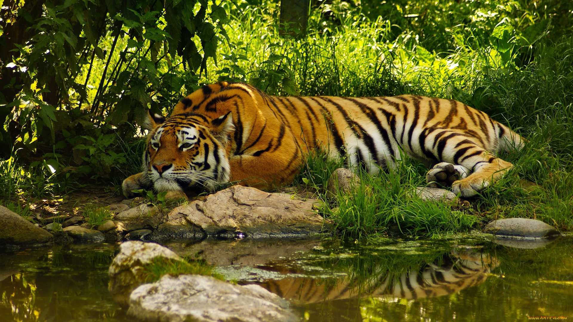 животные, тигры, tiger