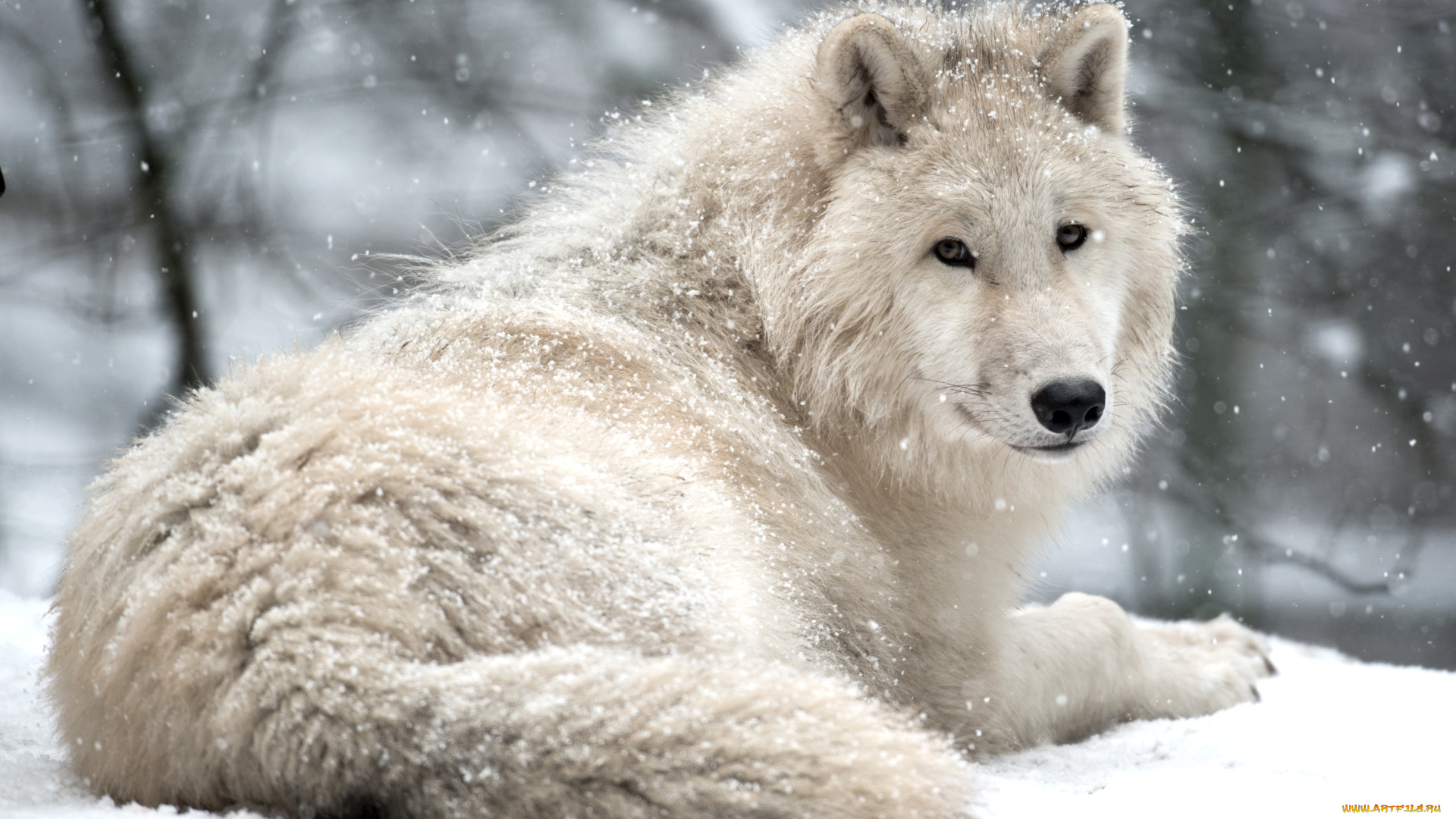 животные, волки, красавец, арктический, белый