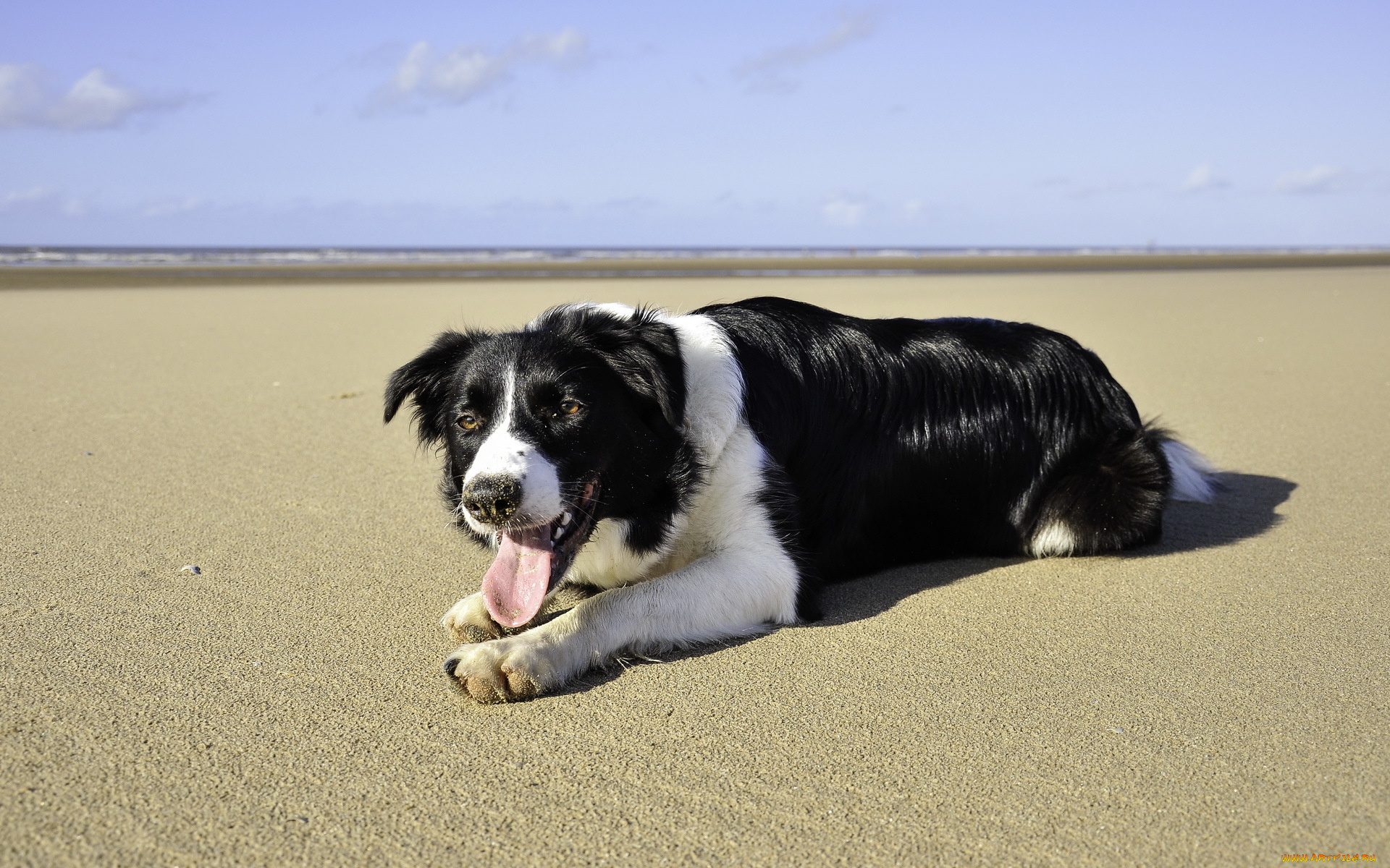 животные, собаки, лето, пляж, море, собака