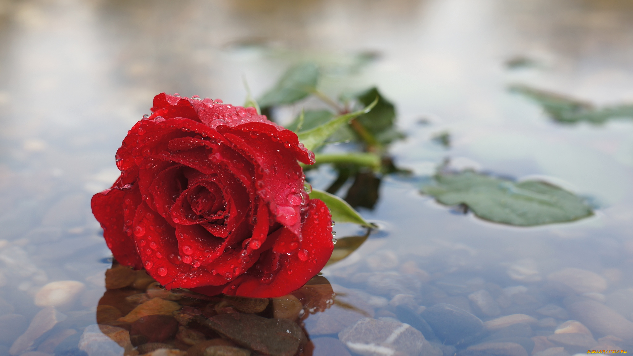 Цветы в горячую воду. Розы на фоне моря. Розы в воде. Красивые розы на рабочий стол. Красивые розы в воде.