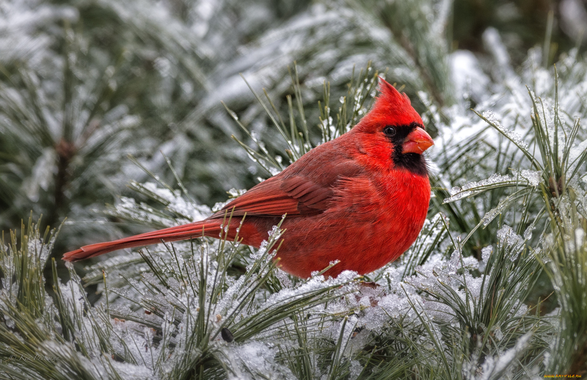 животные, кардиналы, красный, снег, сосна