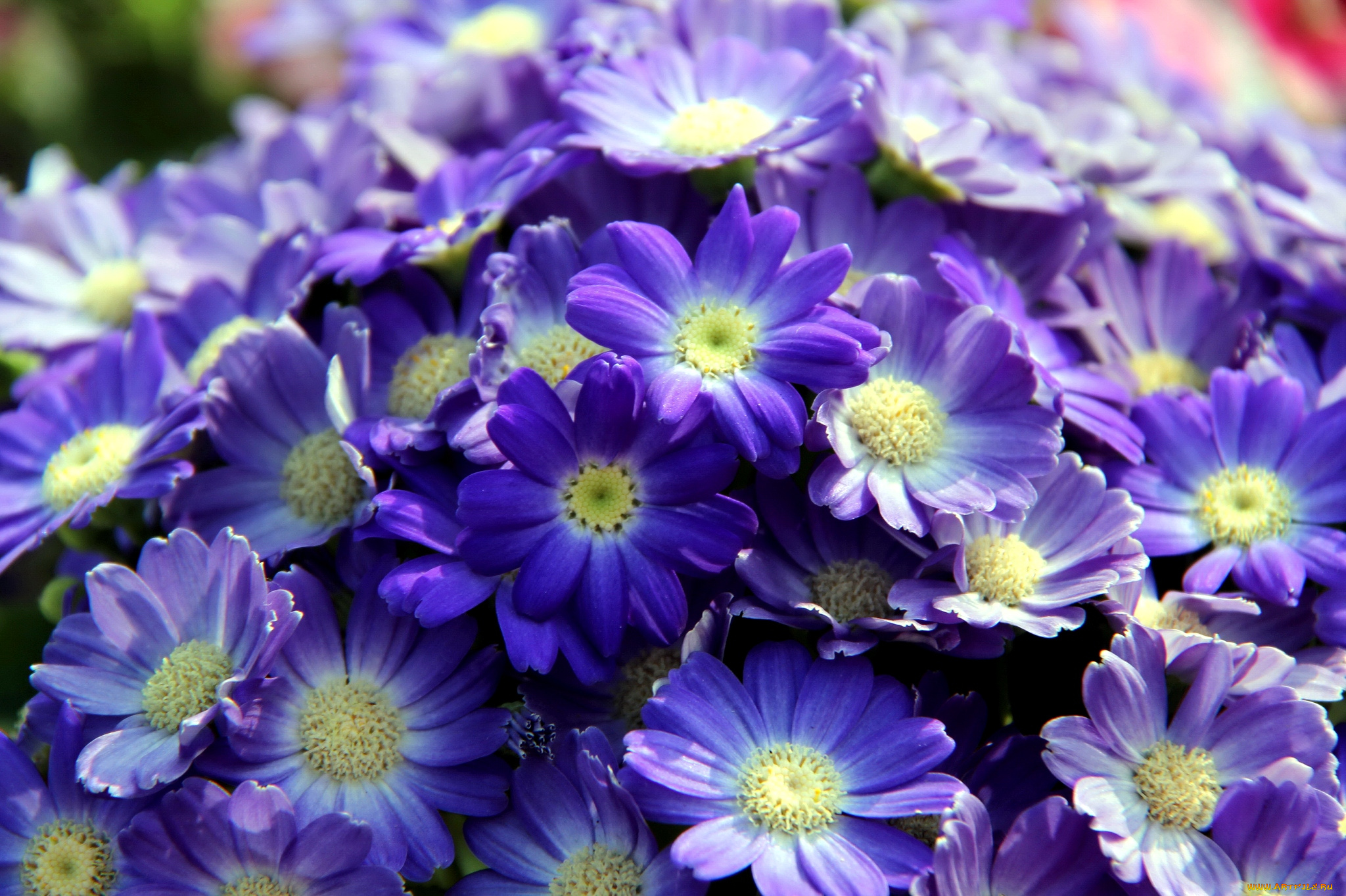 цветы, цинерария, синий, много