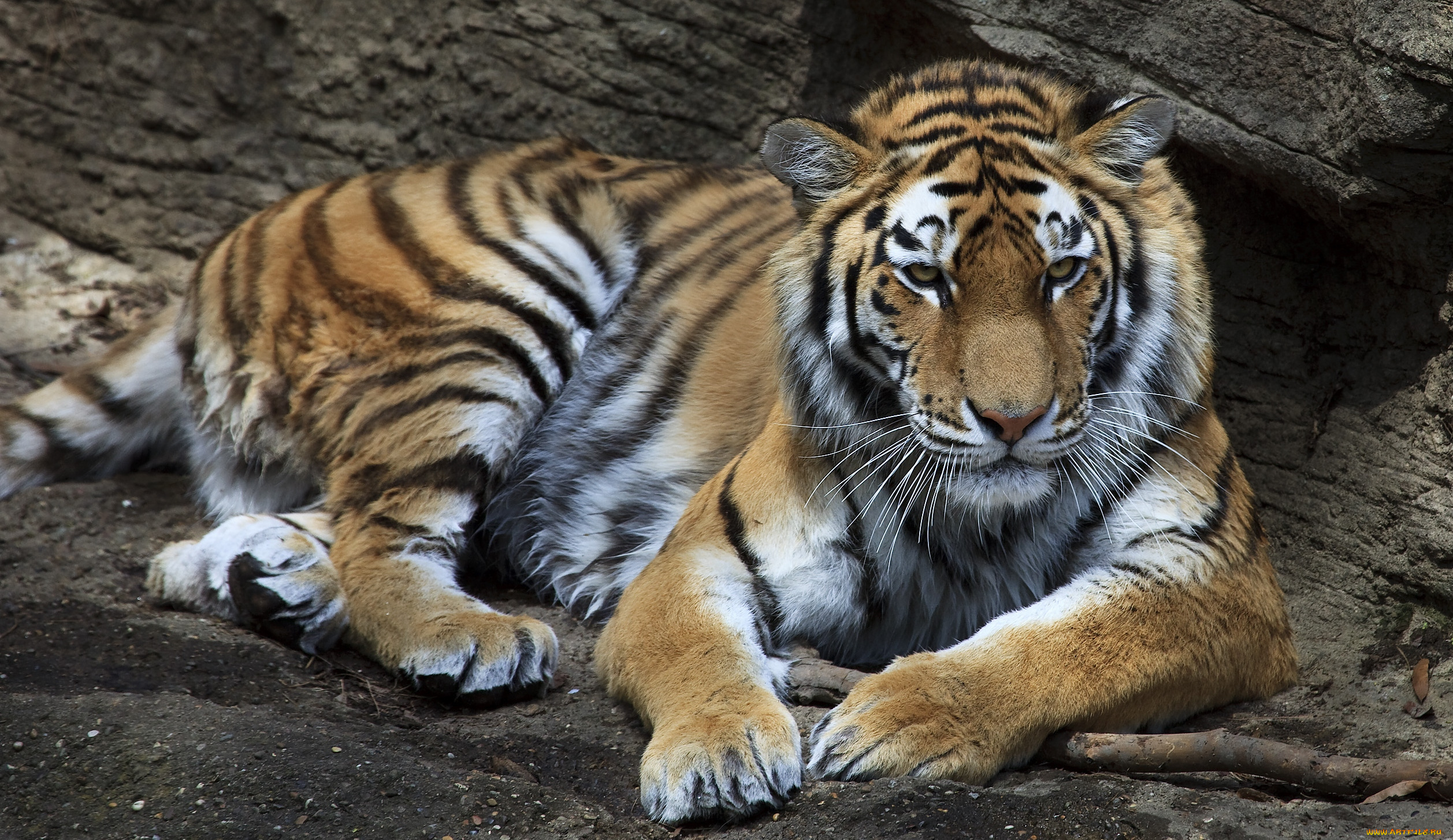 животные, тигры, отдых, хищник