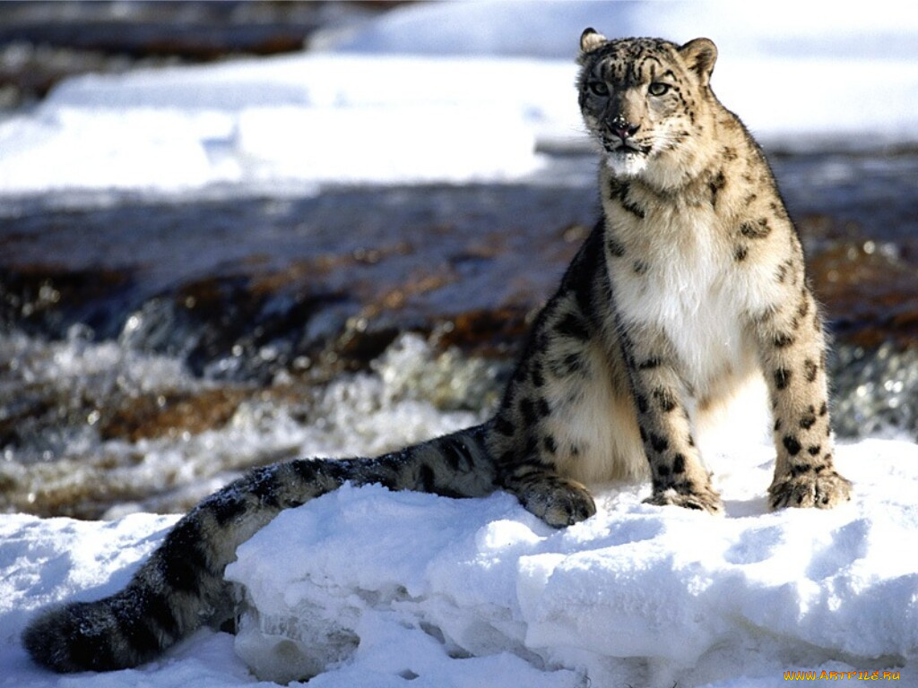snow, leopard, животные, снежный, барс, ирбис