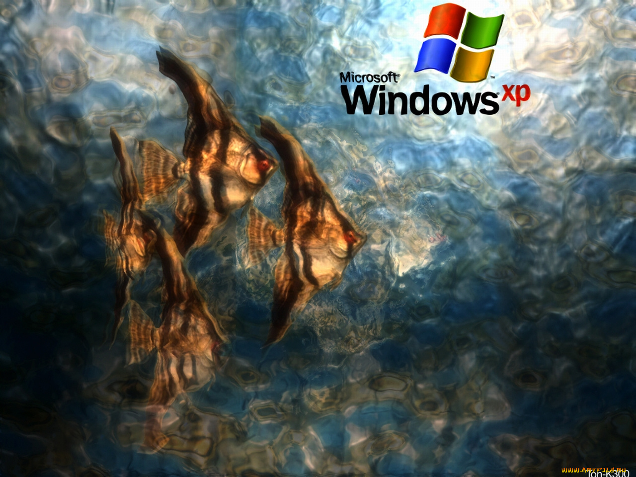 компьютеры, windows, xp