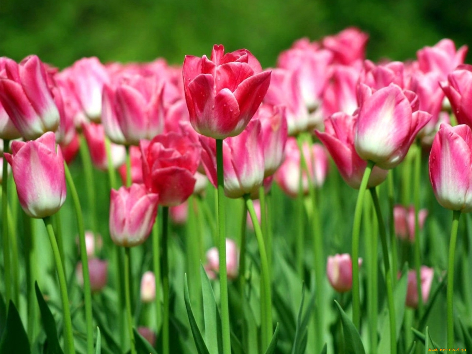 цветы, тюльпаны, много, розовый