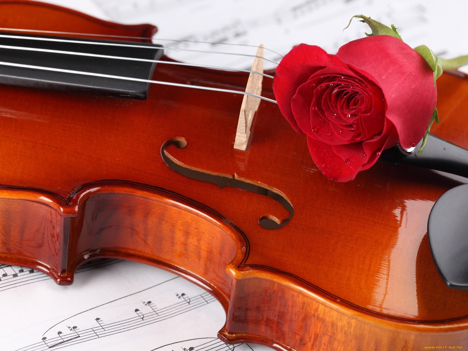 музыка, музыкальные, инструменты, скрипка, роза, ноты