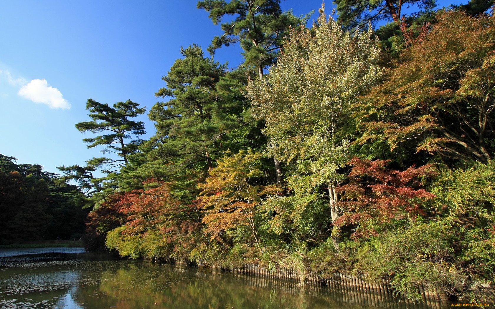 природа, лес, осень, деревья, река