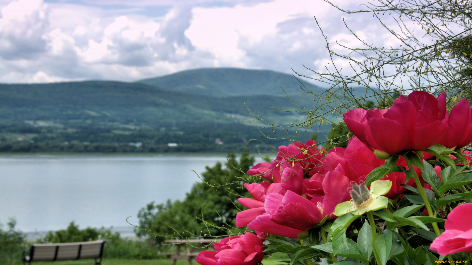 цветы, пионы, peony