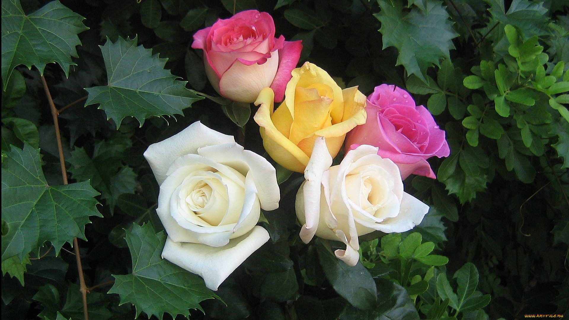 цветы, розы, желтый, белый, розовый