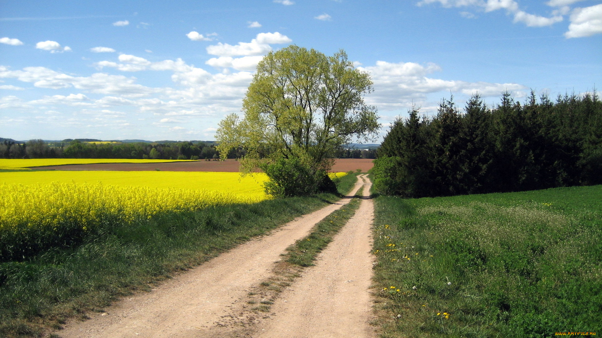 природа, дороги, дорога, дерево, лес, поле