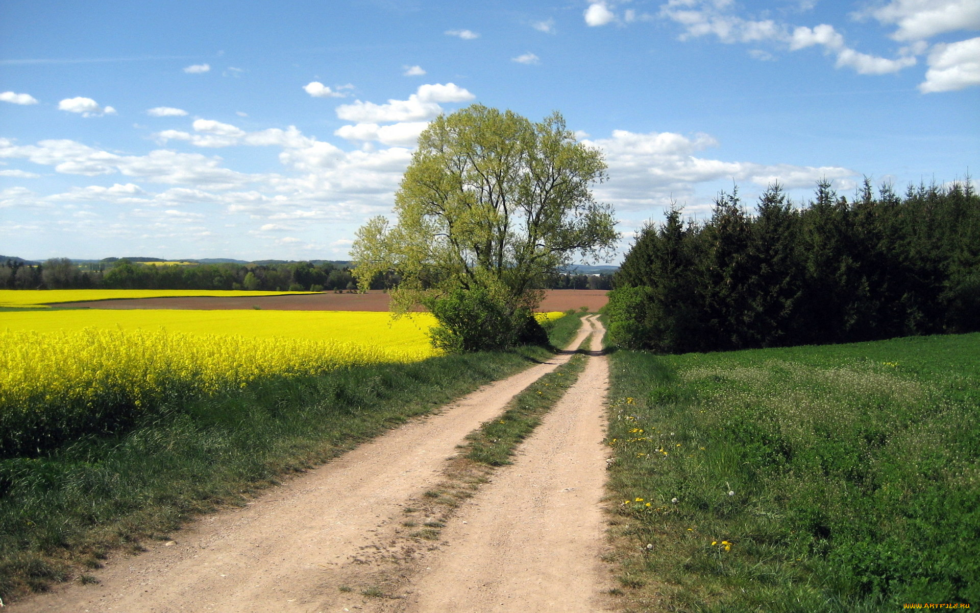 природа, дороги, дорога, дерево, лес, поле