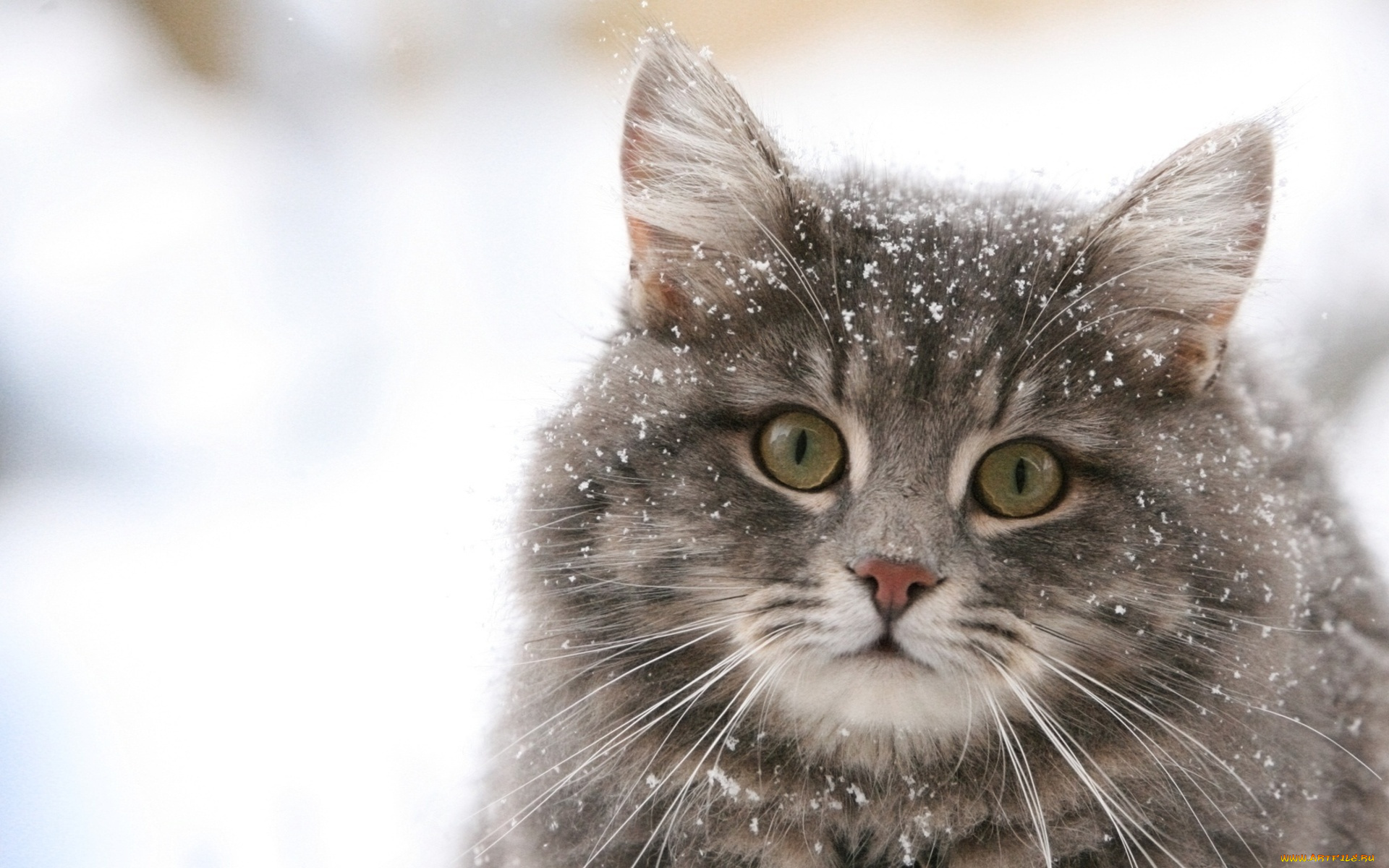 животные, коты, кот, пушистый, взгляд, удивленный, снег
