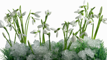 Картинка цветы подснежники белоцветник снег