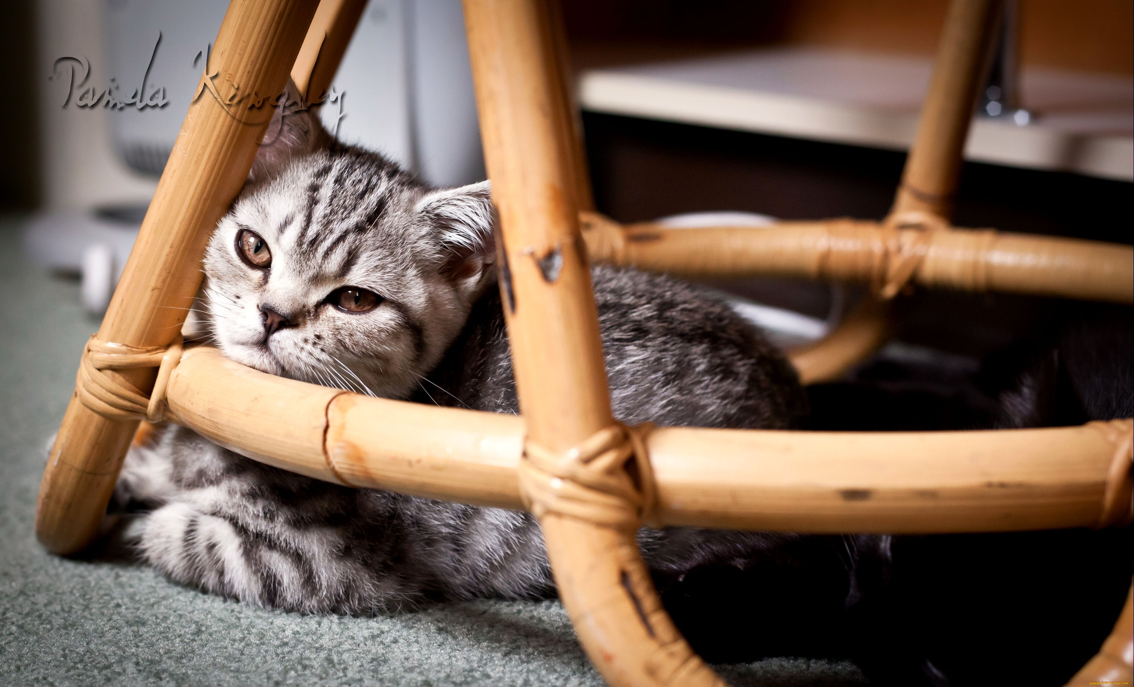 Котенок под стулом загрузить