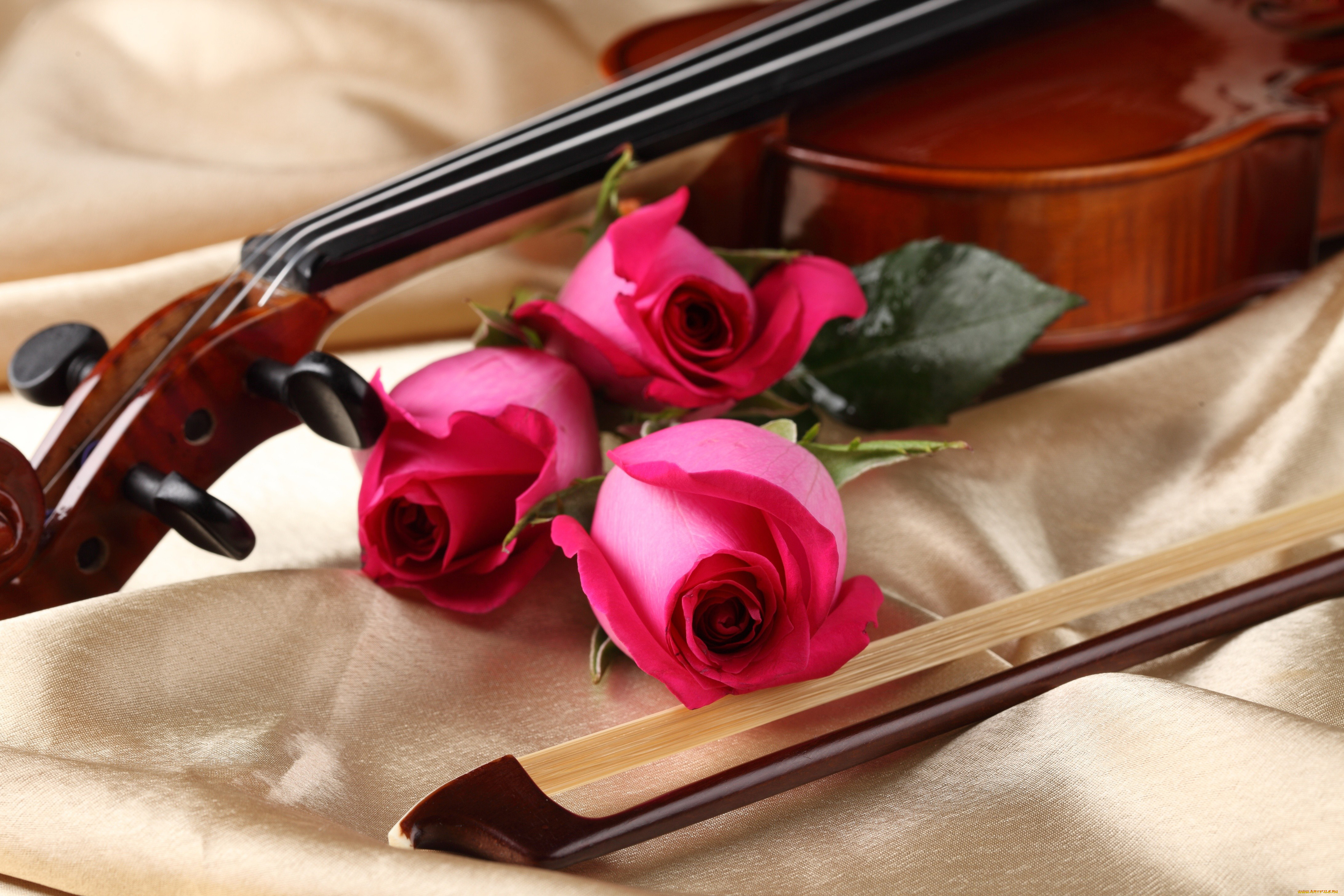 музыка, музыкальные, инструменты, скрипка, смычок, розы