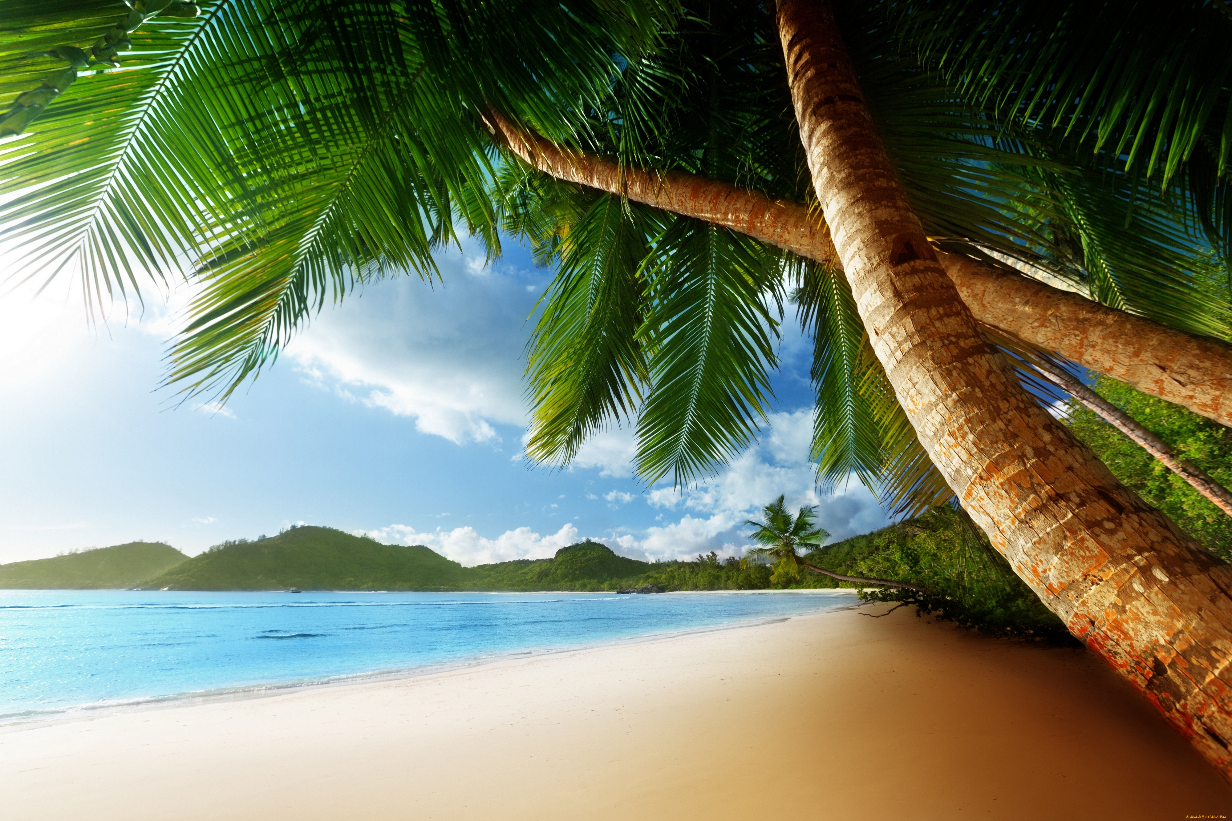 природа, тропики, пляж, пальмы, песок, океан, лето