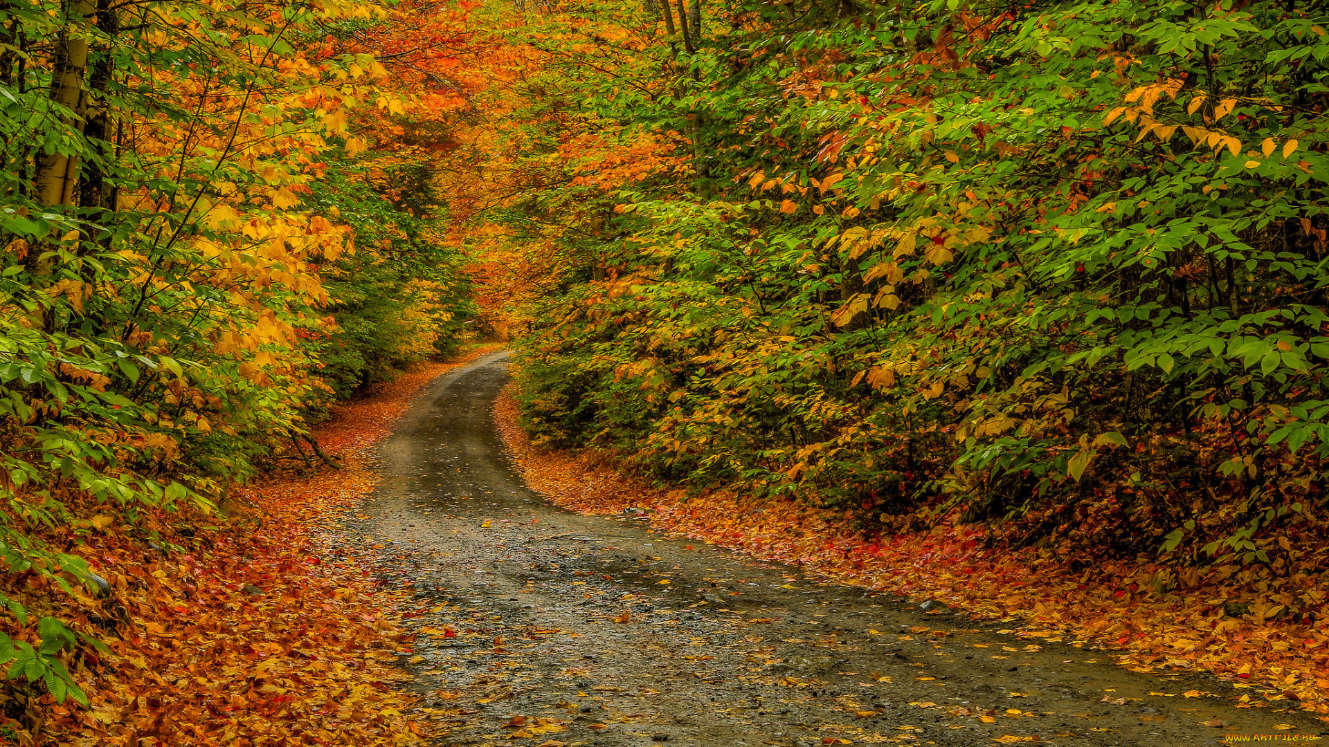 природа, дороги, шоссе, лес, осень