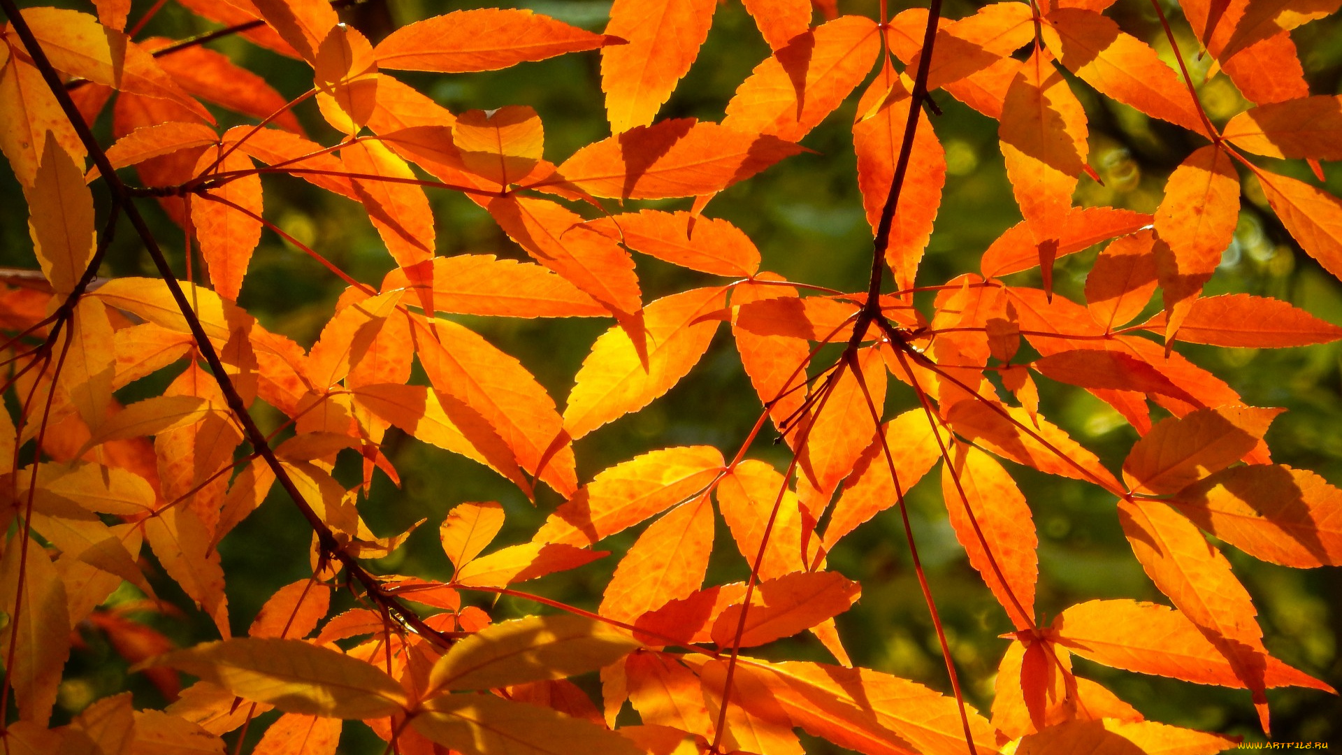 природа, листья, солнце, осень