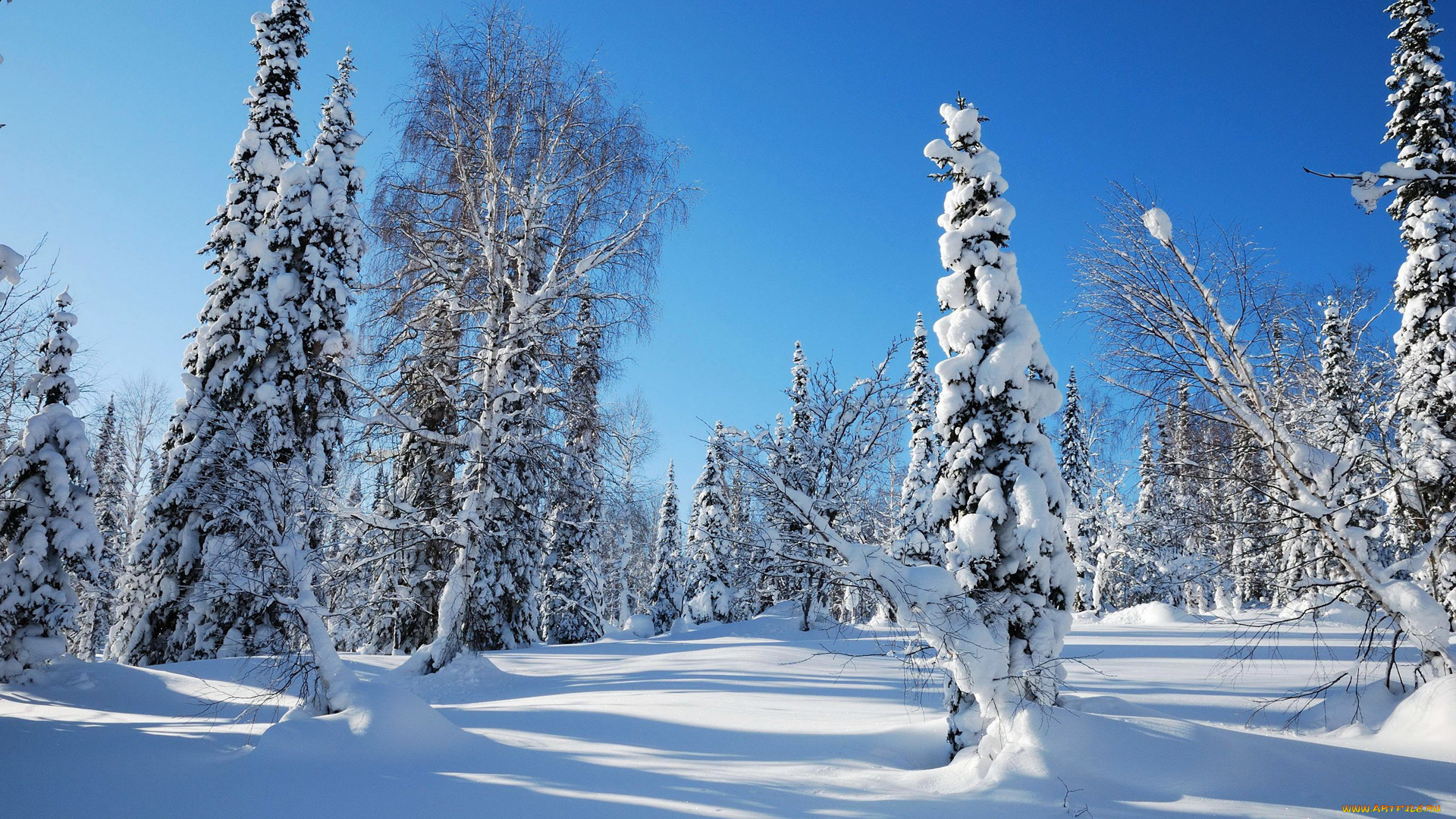 природа, зима, снег, деревья, мороз, елка, сугроб, ель, лес, небо, утро