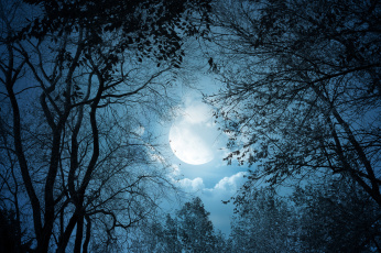 Картинка природа деревья облака ночь лунный свет clouds landscape moonlight moon night trees nature пейзаж луна