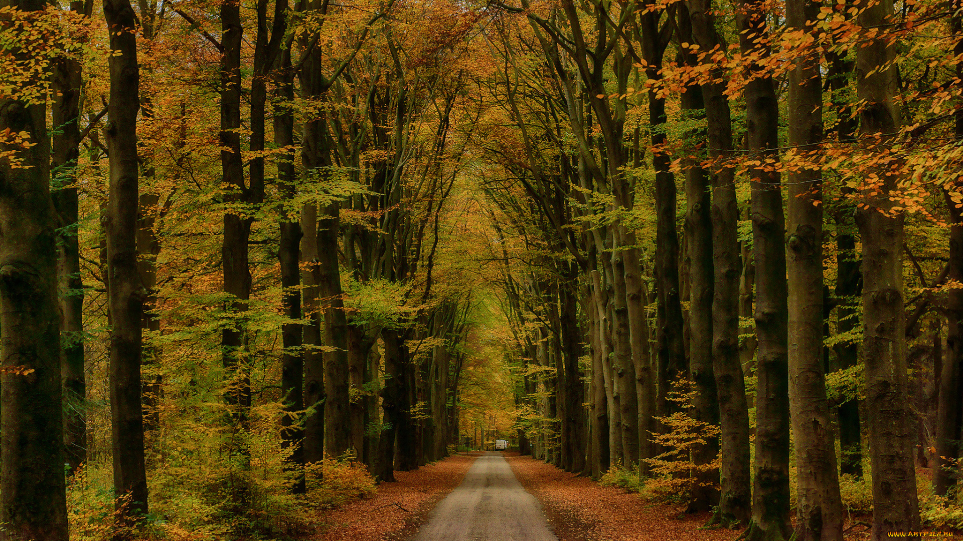 природа, дороги, осень, шоссе, лес