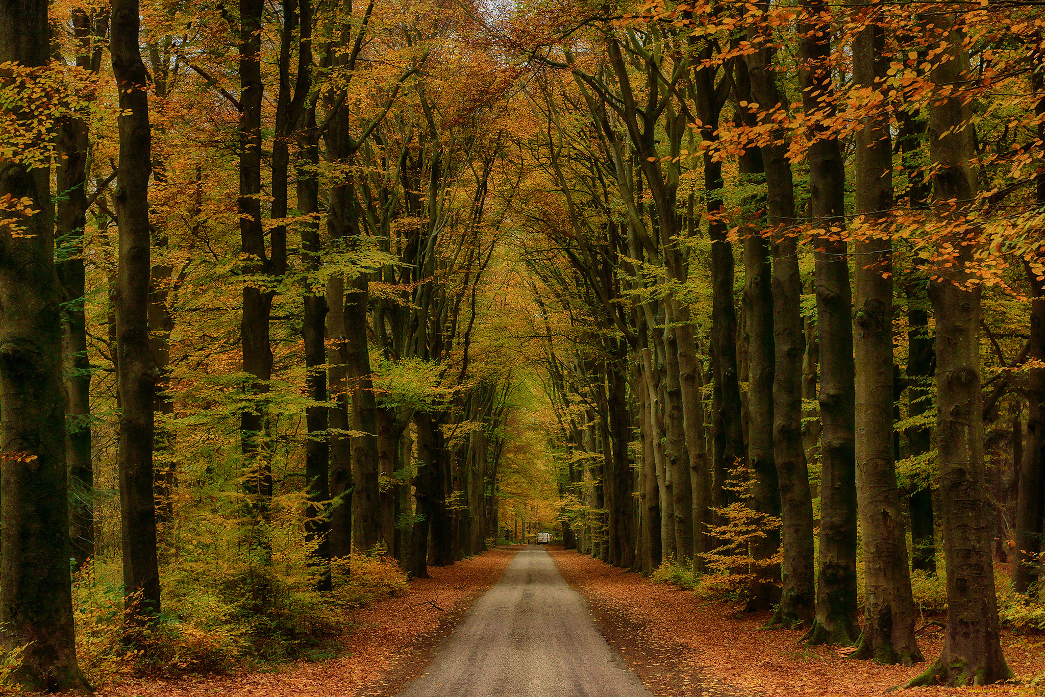 природа, дороги, осень, шоссе, лес