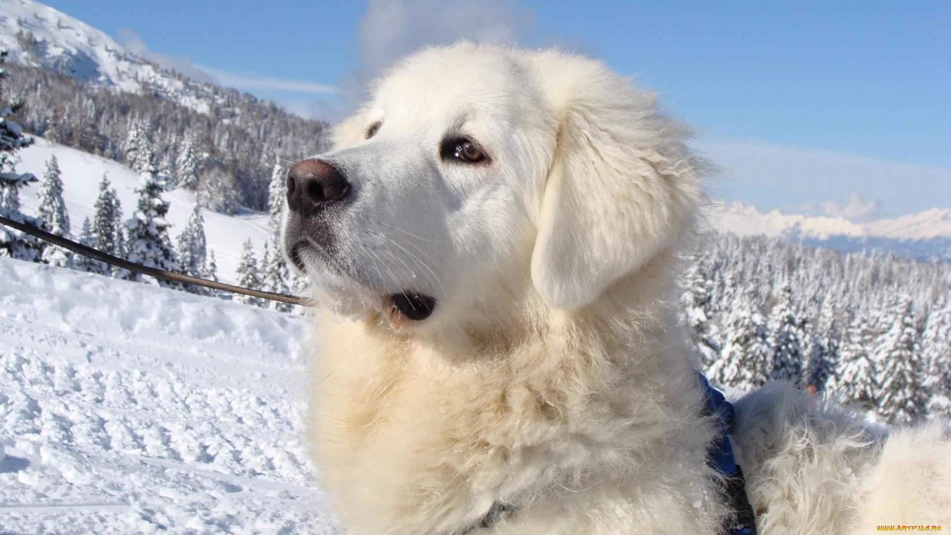 животные, собаки, белый, пес, лес, снег, горы