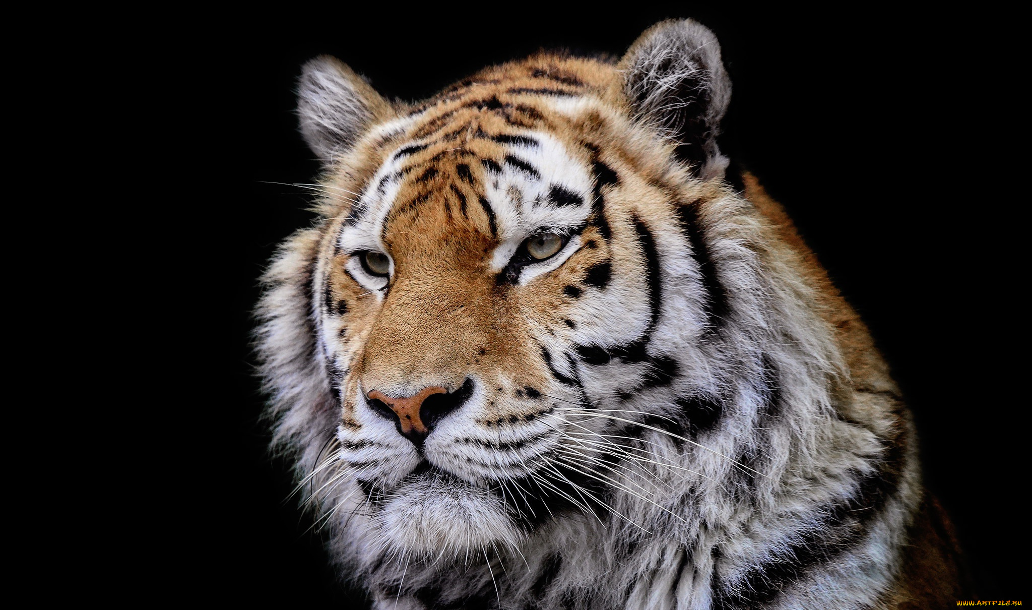 животные, тигры, портрет