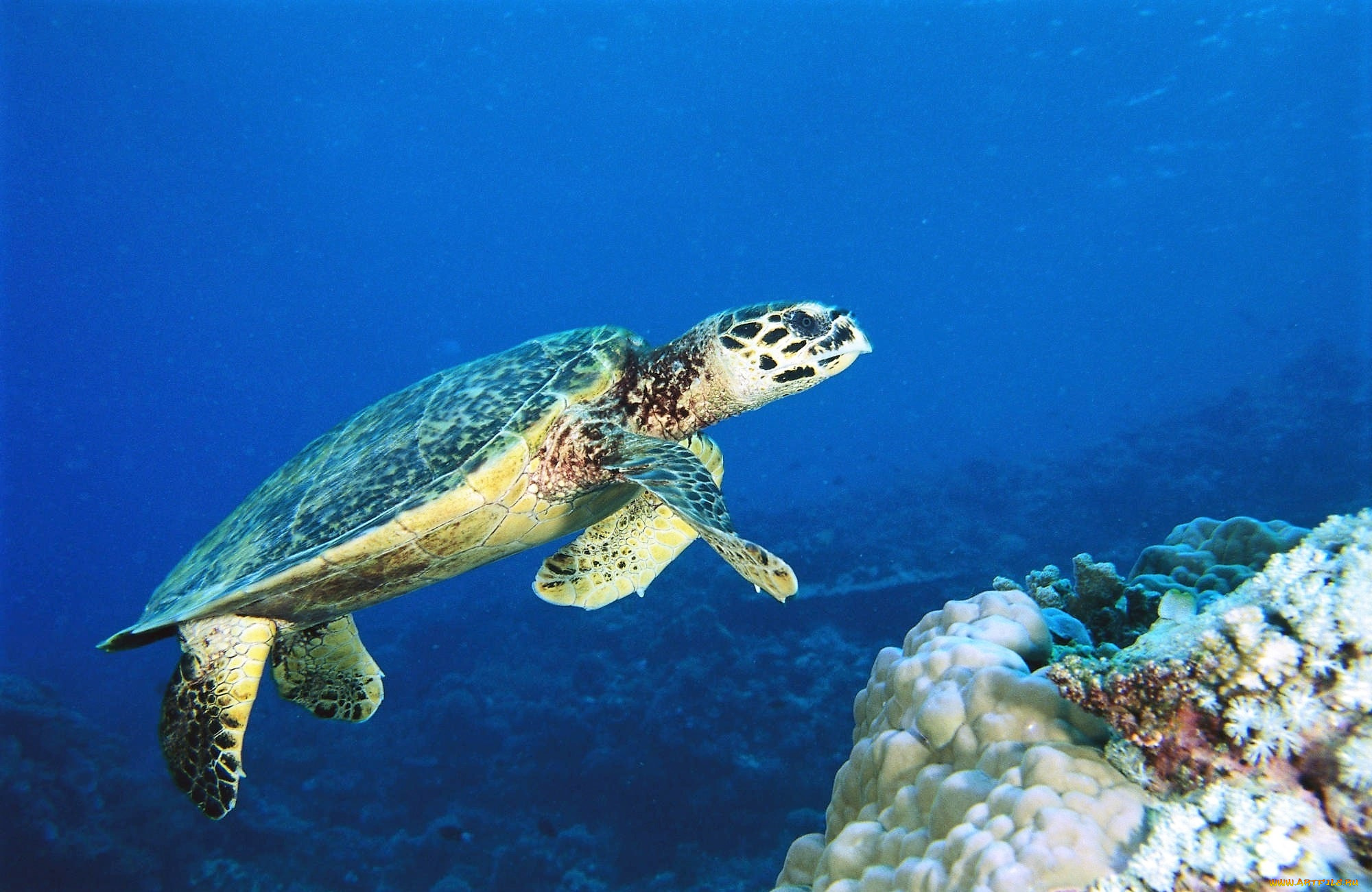 животные, черепахи, черепаха, морская, вода, кораллы