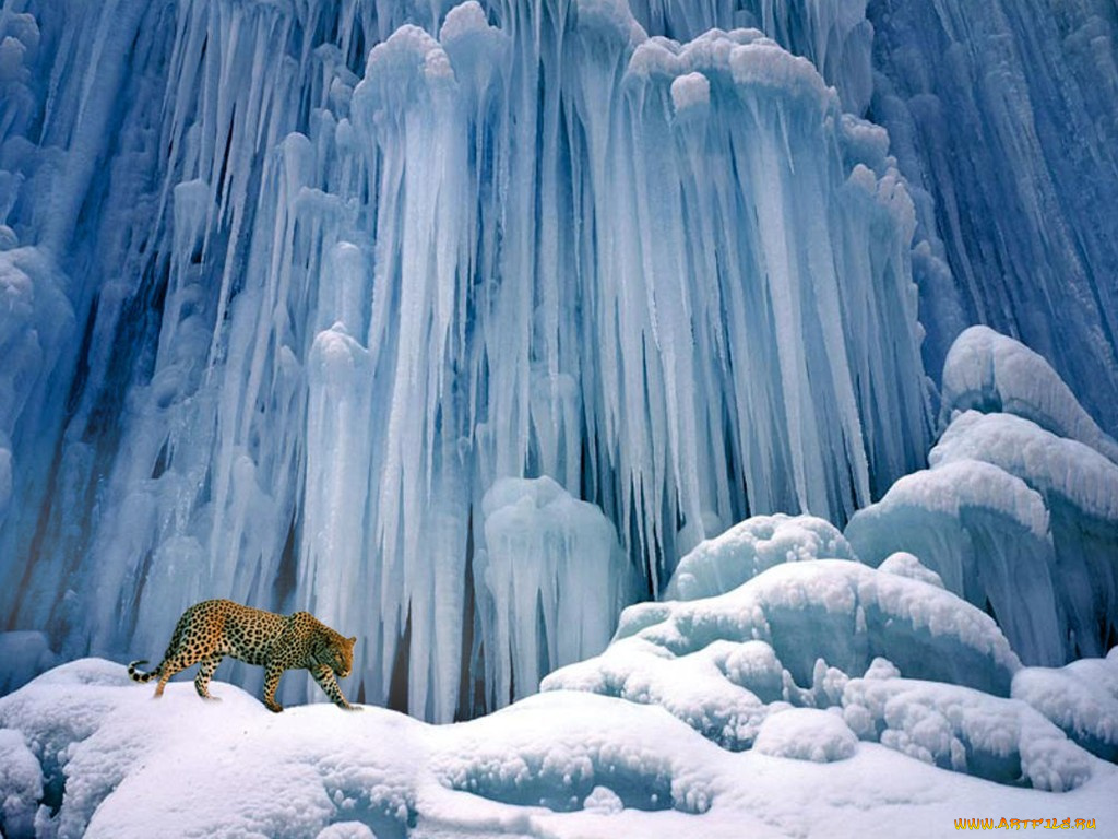 животные, леопарды, красиво, лёд, леопард, идёт, сосульки, снег