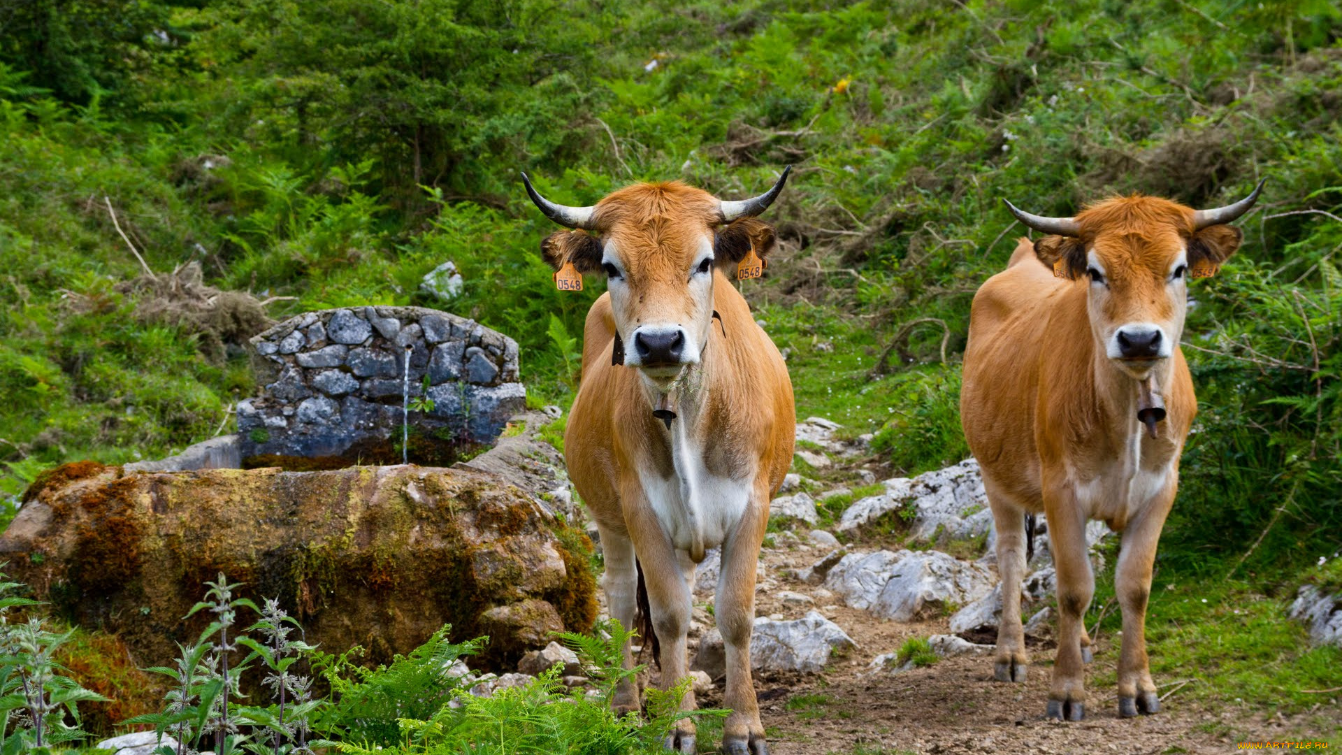 животные, коровы, буйволы, cow