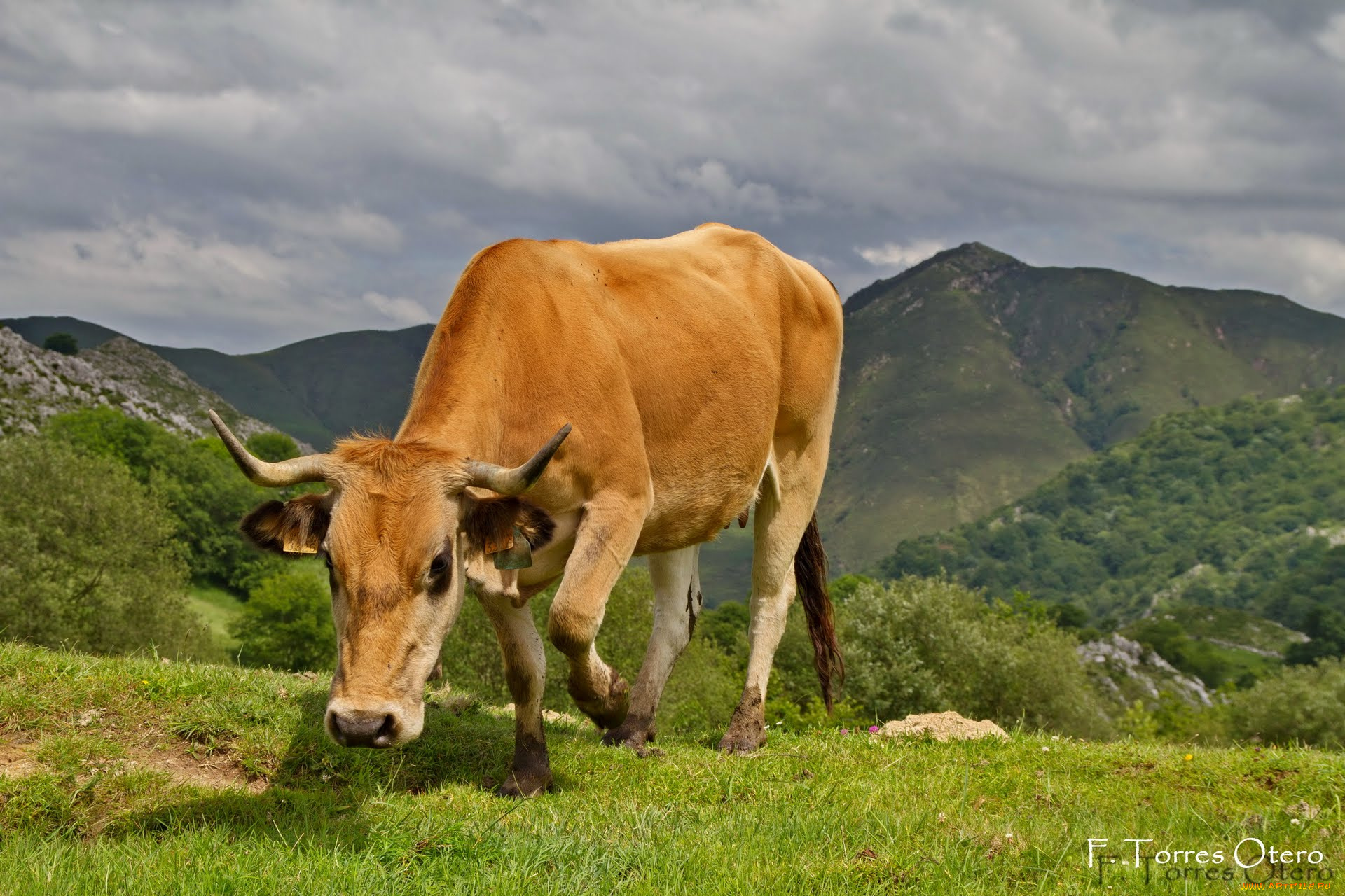 животные, коровы, буйволы, cow