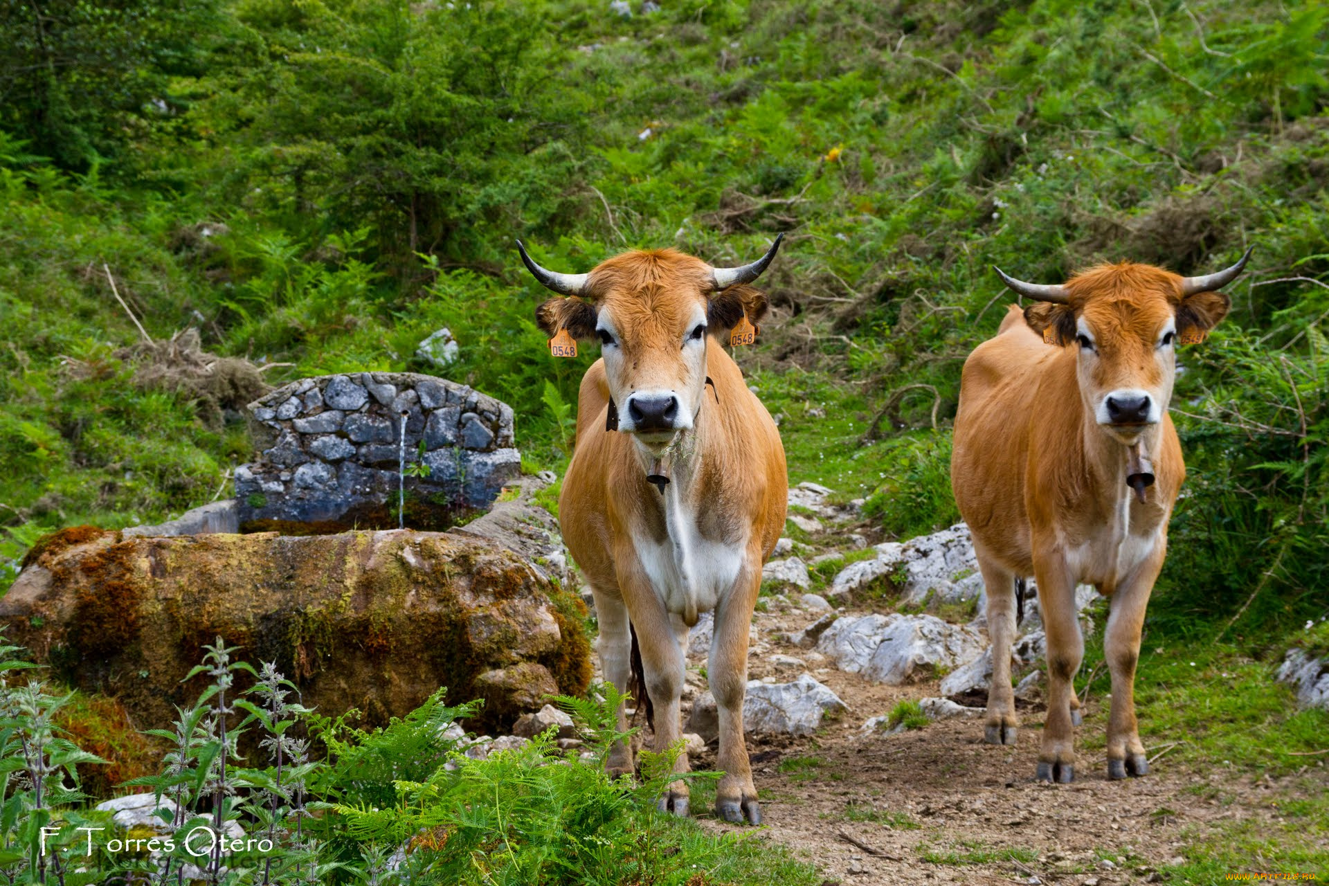 животные, коровы, буйволы, cow