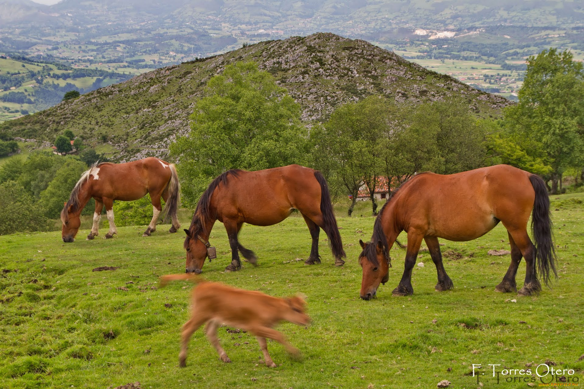 животные, лошади, horse