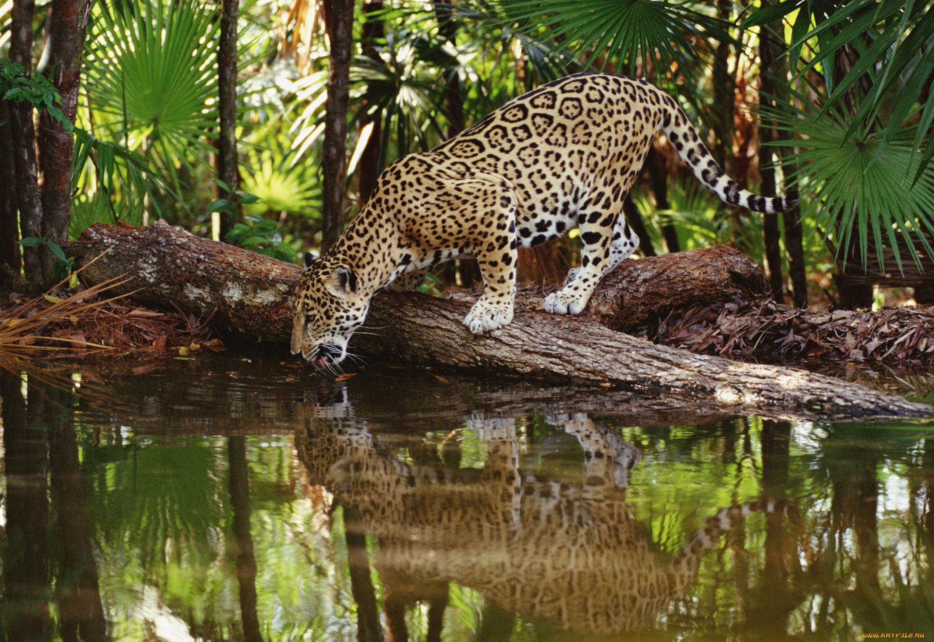 животные, Ягуары, деревья, вода