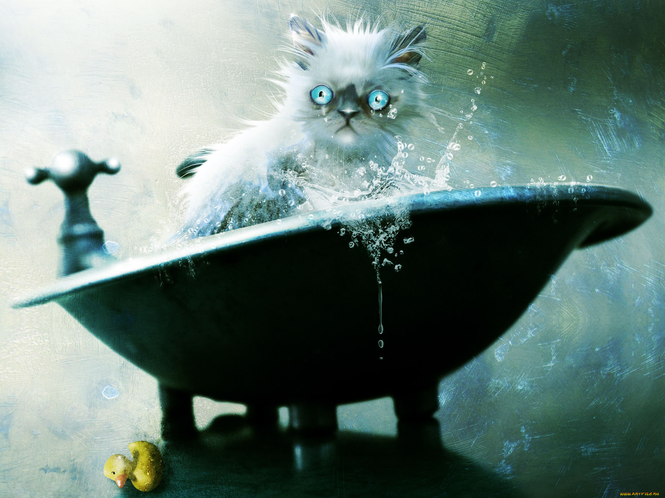 Котик в ванне. Котик в ванной. Котенок в ванной. Кот в ванне. Мокрая кошка.