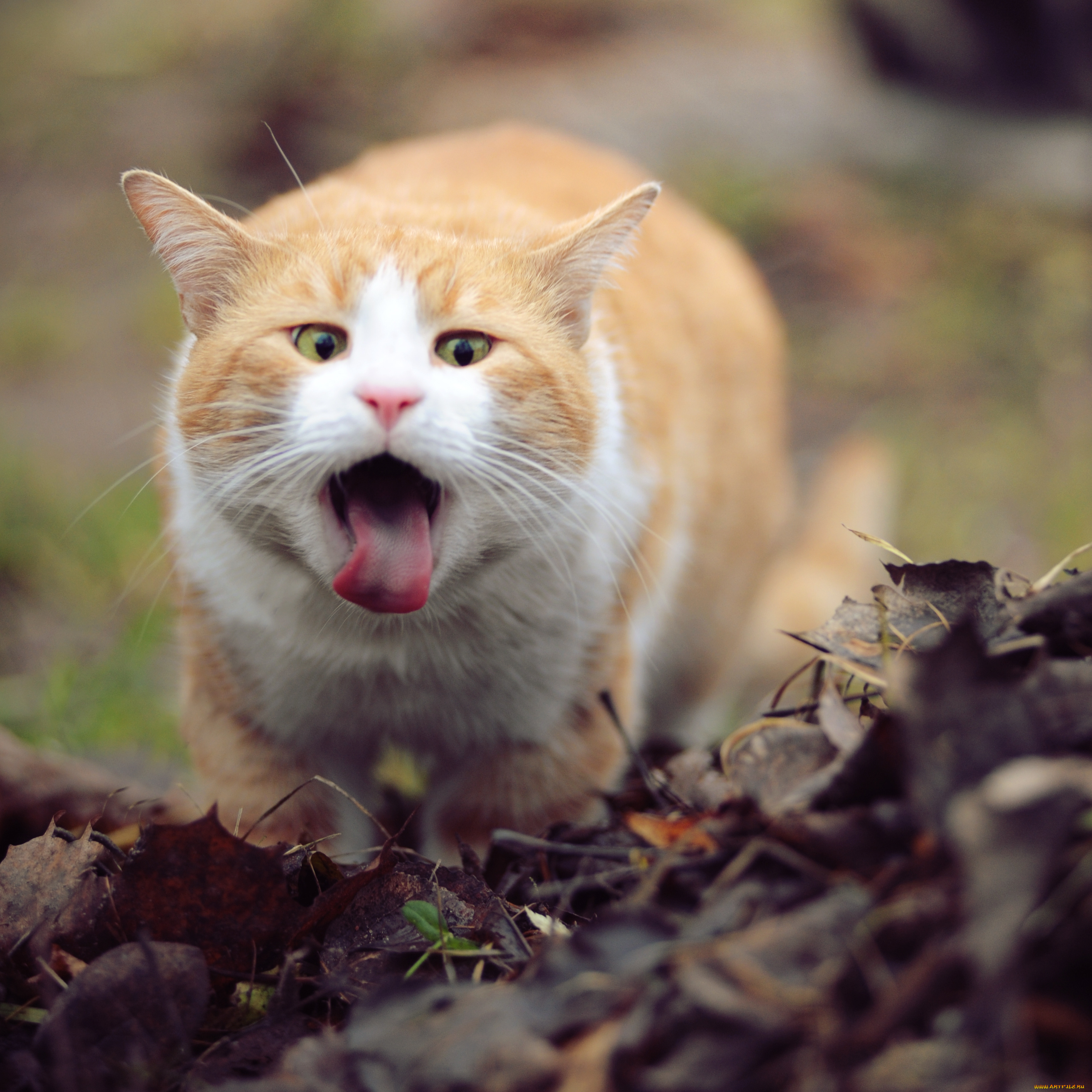 животные, коты, листья, язык, рыжий, кот