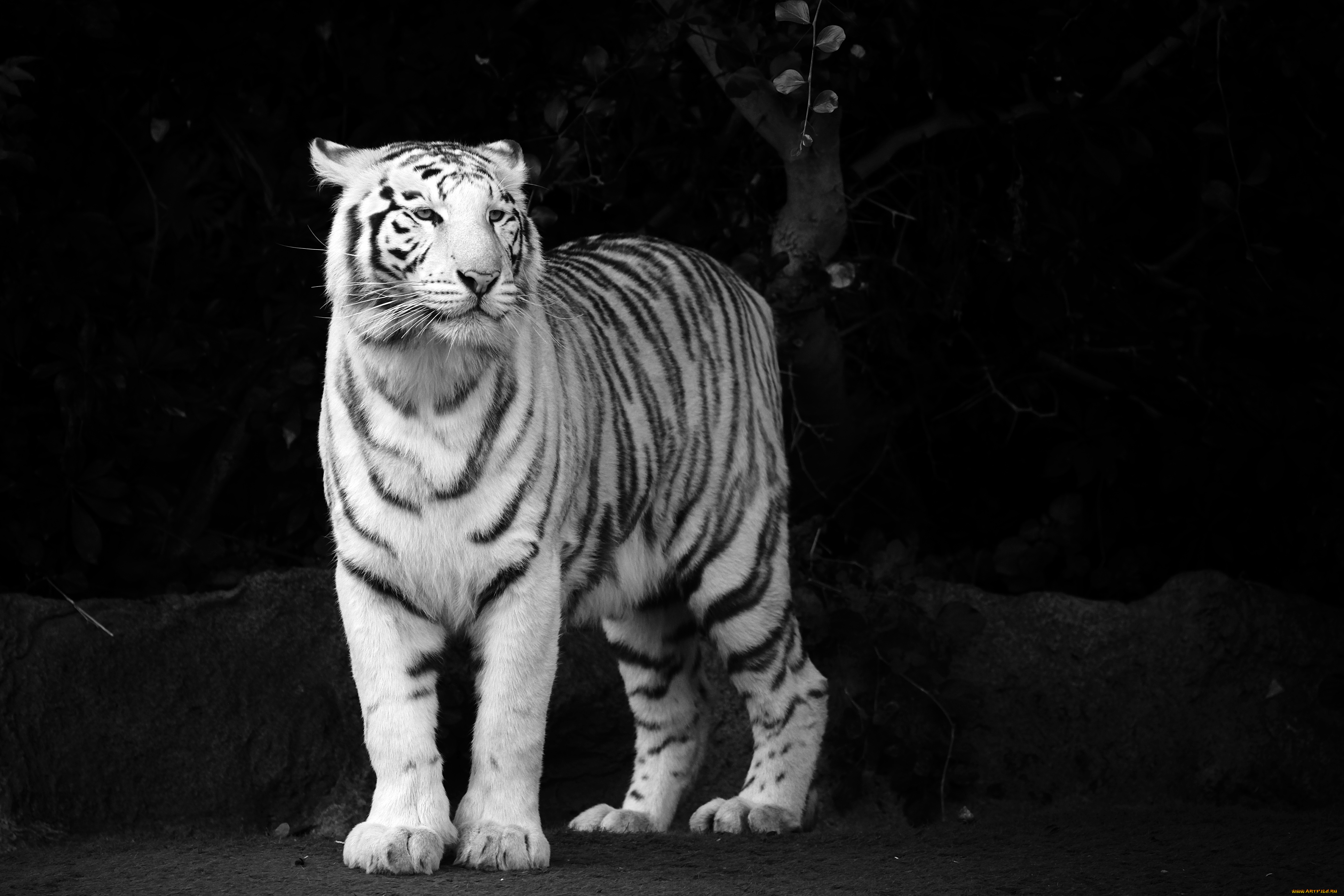 животные, тигры, белый, стоит, чёрно-белый, сномок, тигр