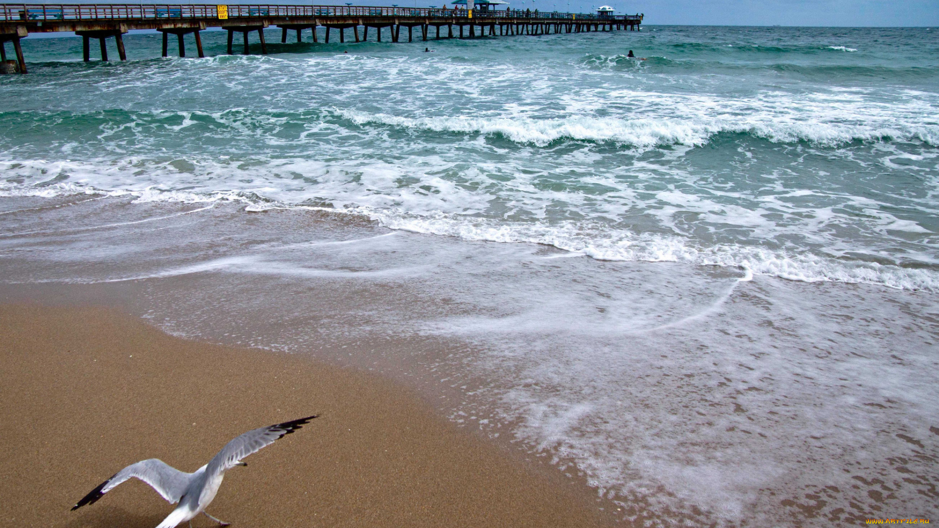 atlantic, ocean, природа, моря, океаны, чайка, мост, побережье, атлантический, океан