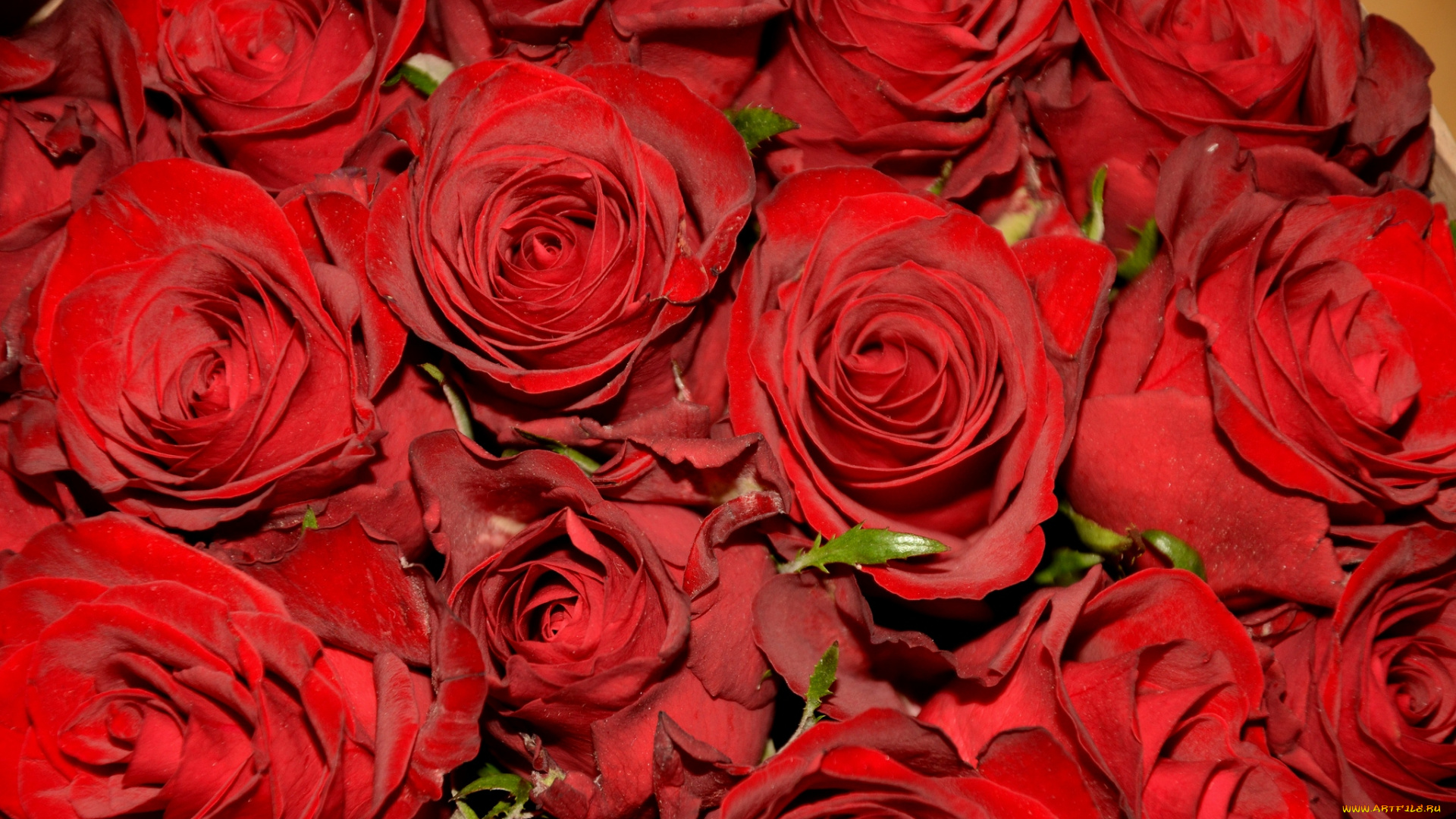 цветы, розы, красный, много, охапка