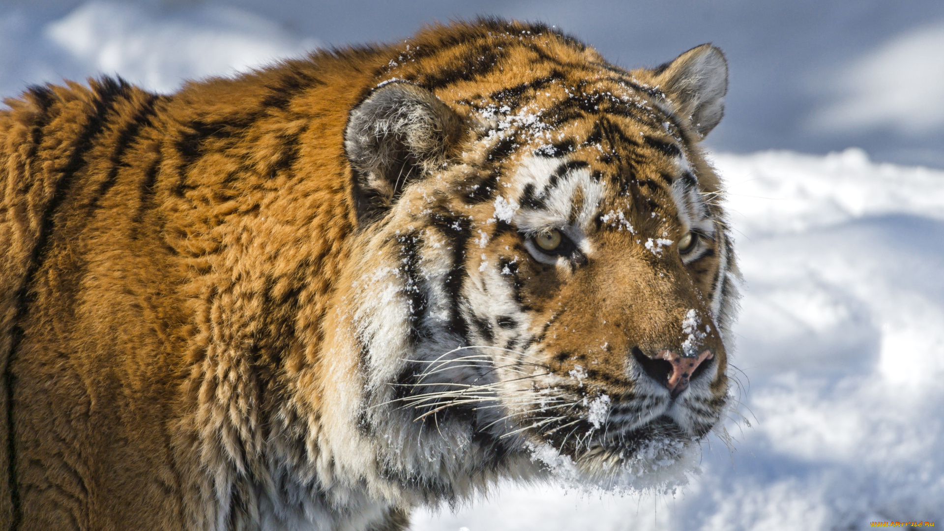 животные, тигры, снег, морда