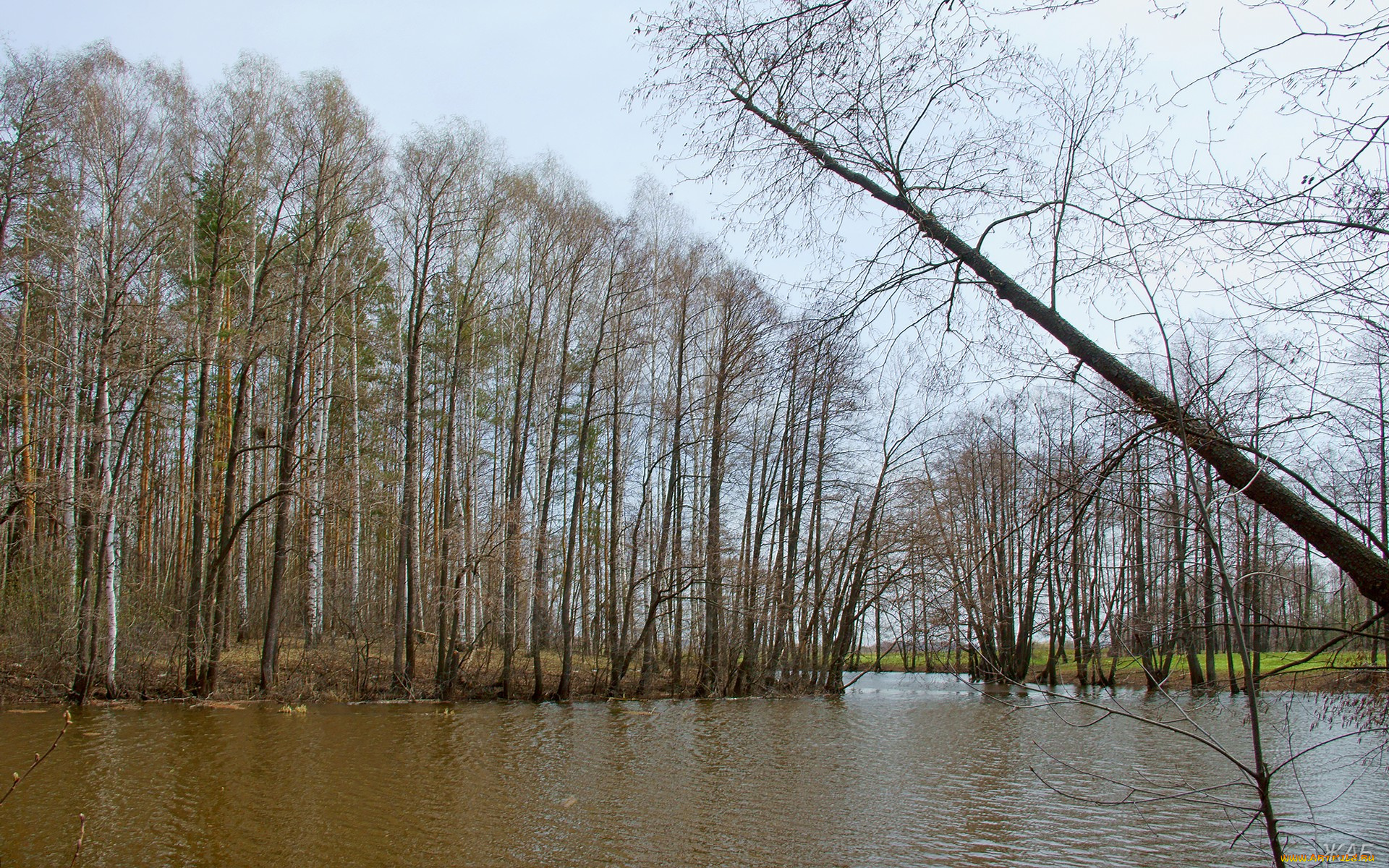 лесное, озеро, природа, реки, озера, весна, лес