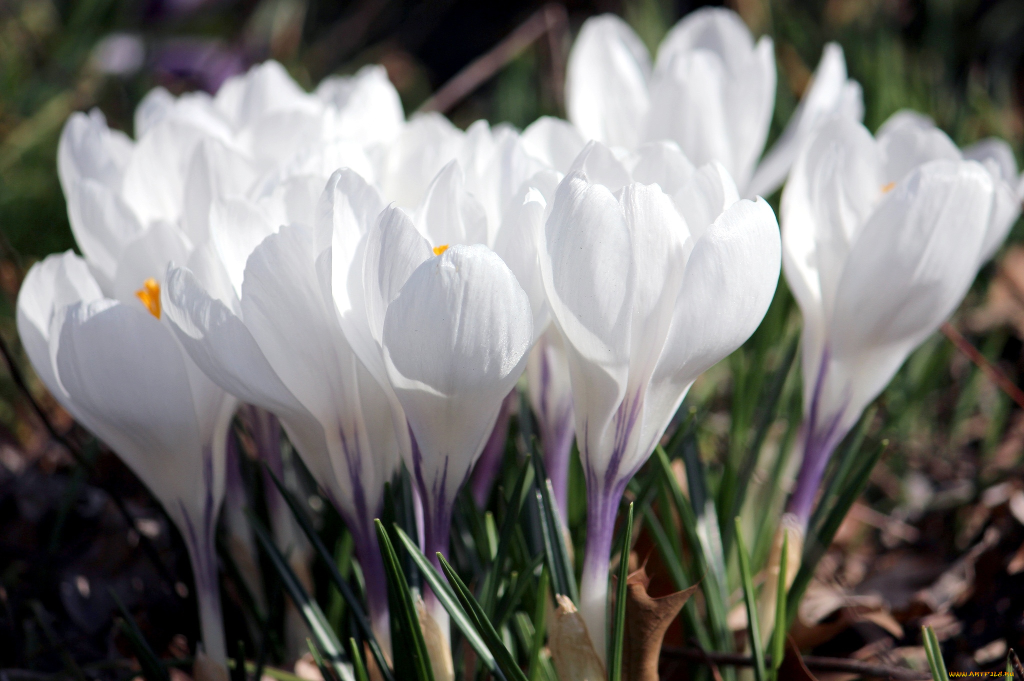Белые цветы ранней весной. Крокус Уайт. Крокусы Уайт триумфатор. Крокус белый цветок первоцвет. Крокус весенний белый.