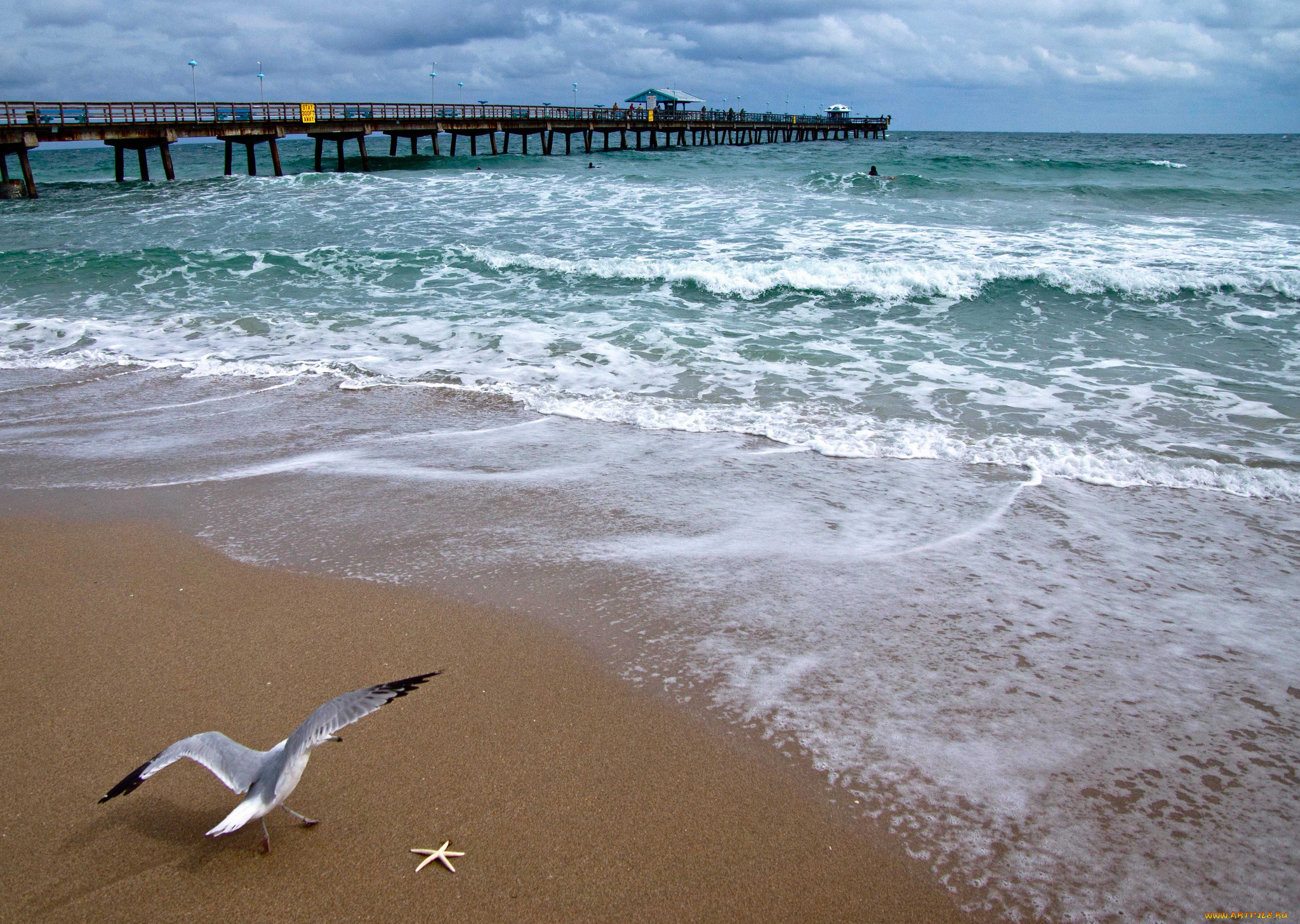 atlantic, ocean, природа, моря, океаны, чайка, мост, побережье, атлантический, океан